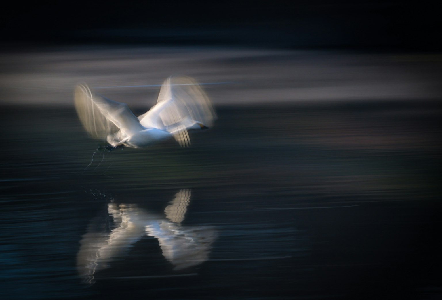 Un cygne volant au-dessus de l'eau avec son reflet visible
