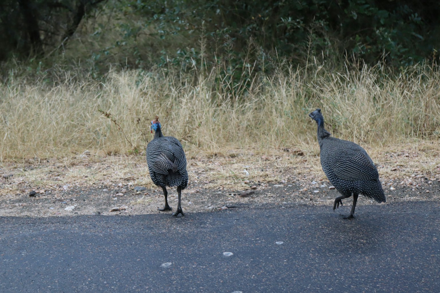 Dua burung mirip ayam guinea berjalan di jalan dengan latar belakang rumput