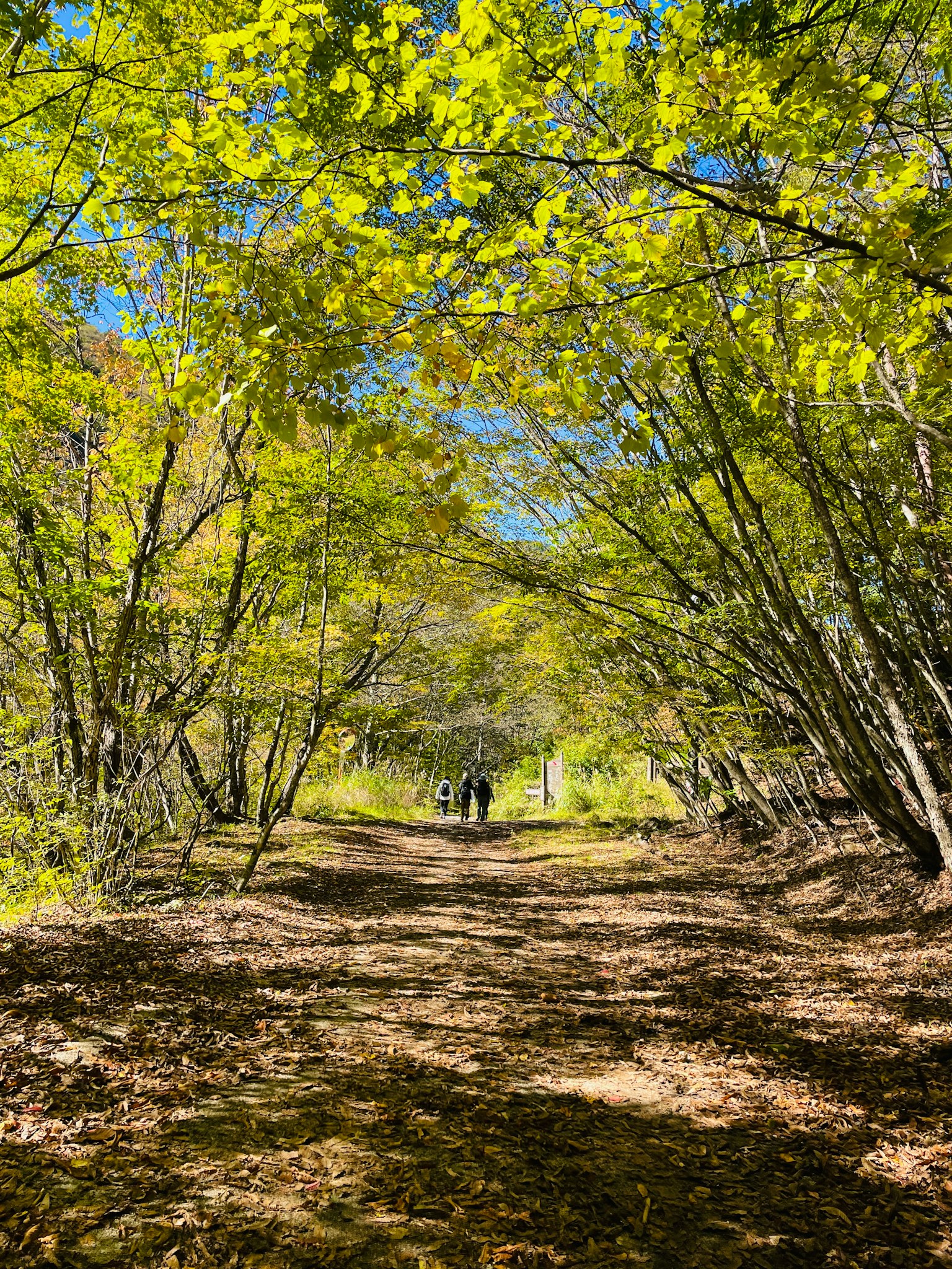 A pathway surrounded by green trees with people walking