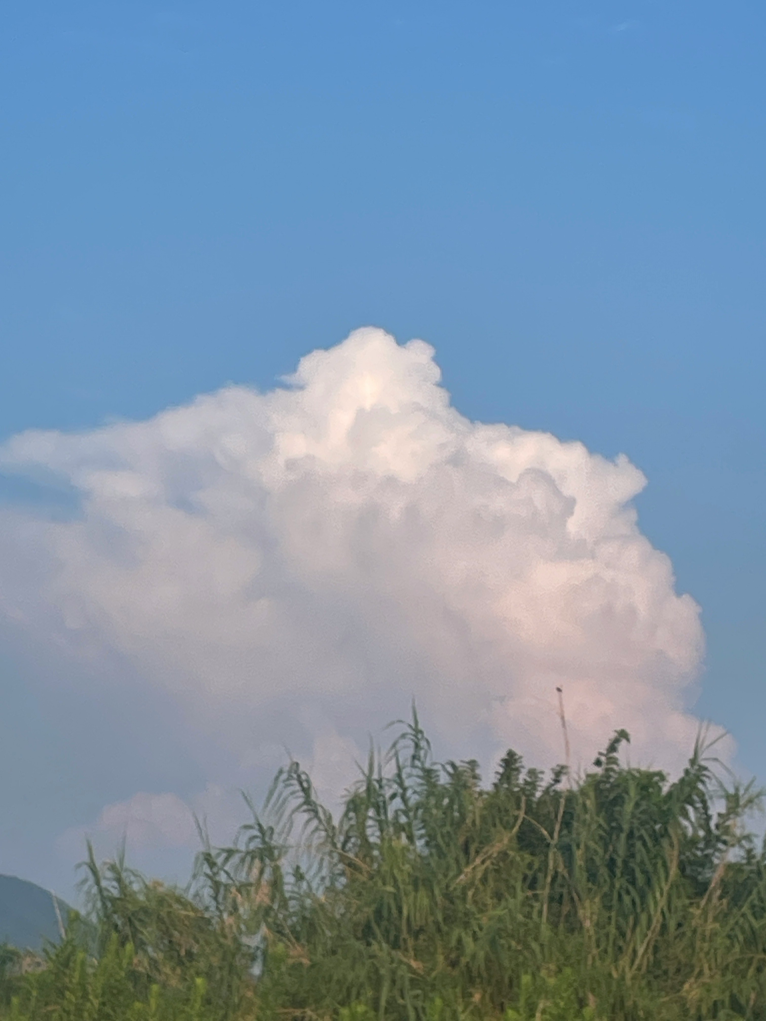 入道雲の下に広がる青空と草むら