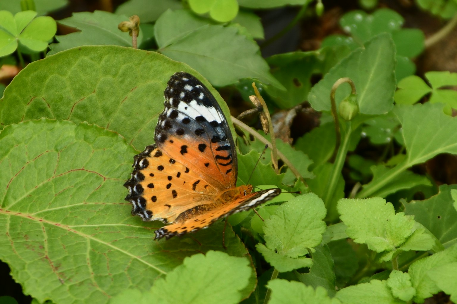 Una mariposa con manchas naranjas y negras posada sobre hojas verdes