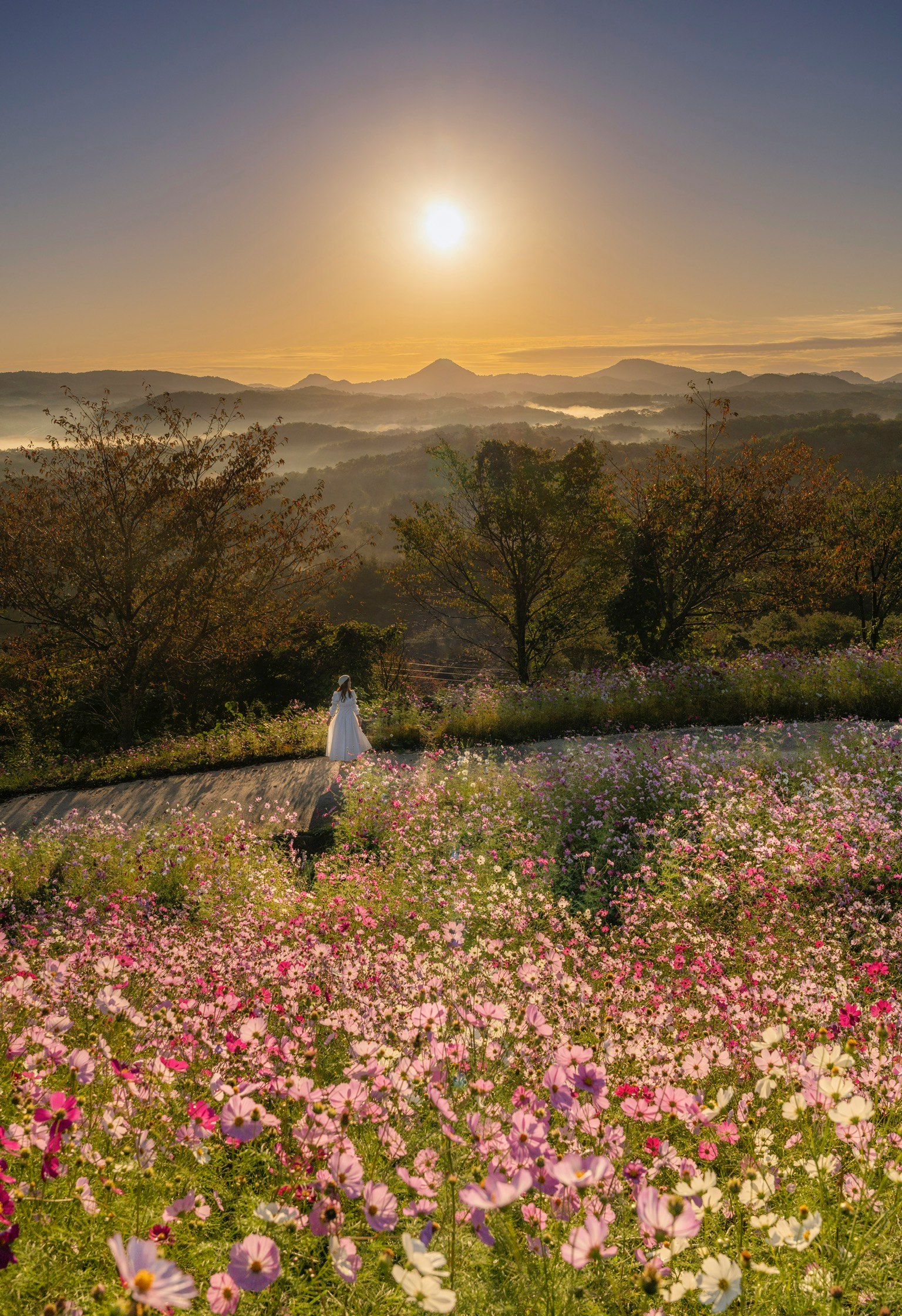 美しい花畑の中に立つ人物と朝日が昇る風景