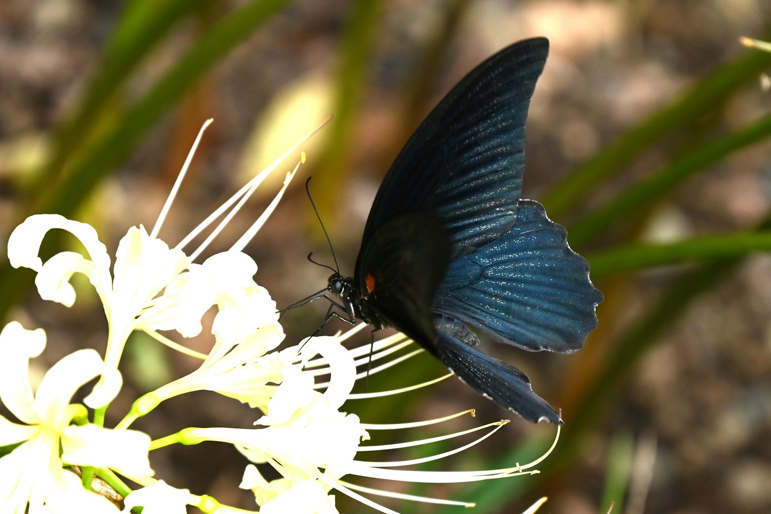 Una mariposa azul posada sobre una flor blanca en un entorno natural
