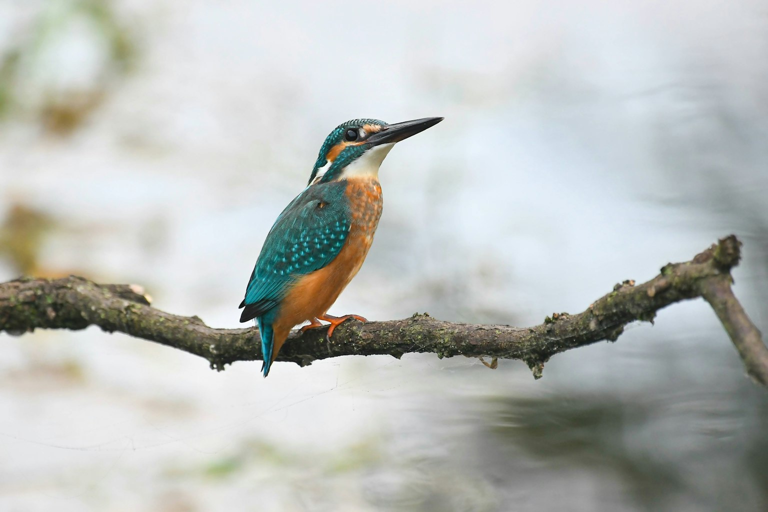 Un martinete con plumas azules y naranjas posado en una rama