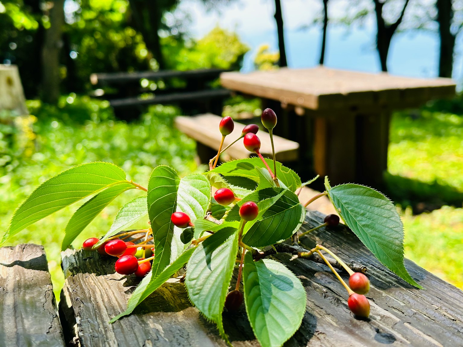 Sekelompok buah merah dan daun hijau di atas meja kayu di taman yang rimbun