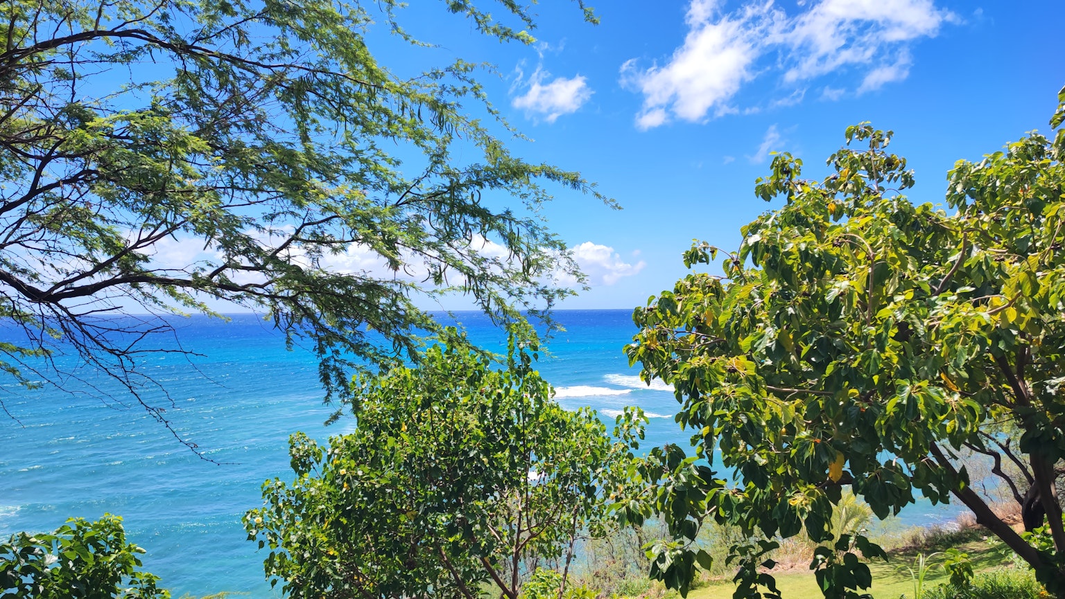 Vista panoramica dell'oceano blu con alberi verdi