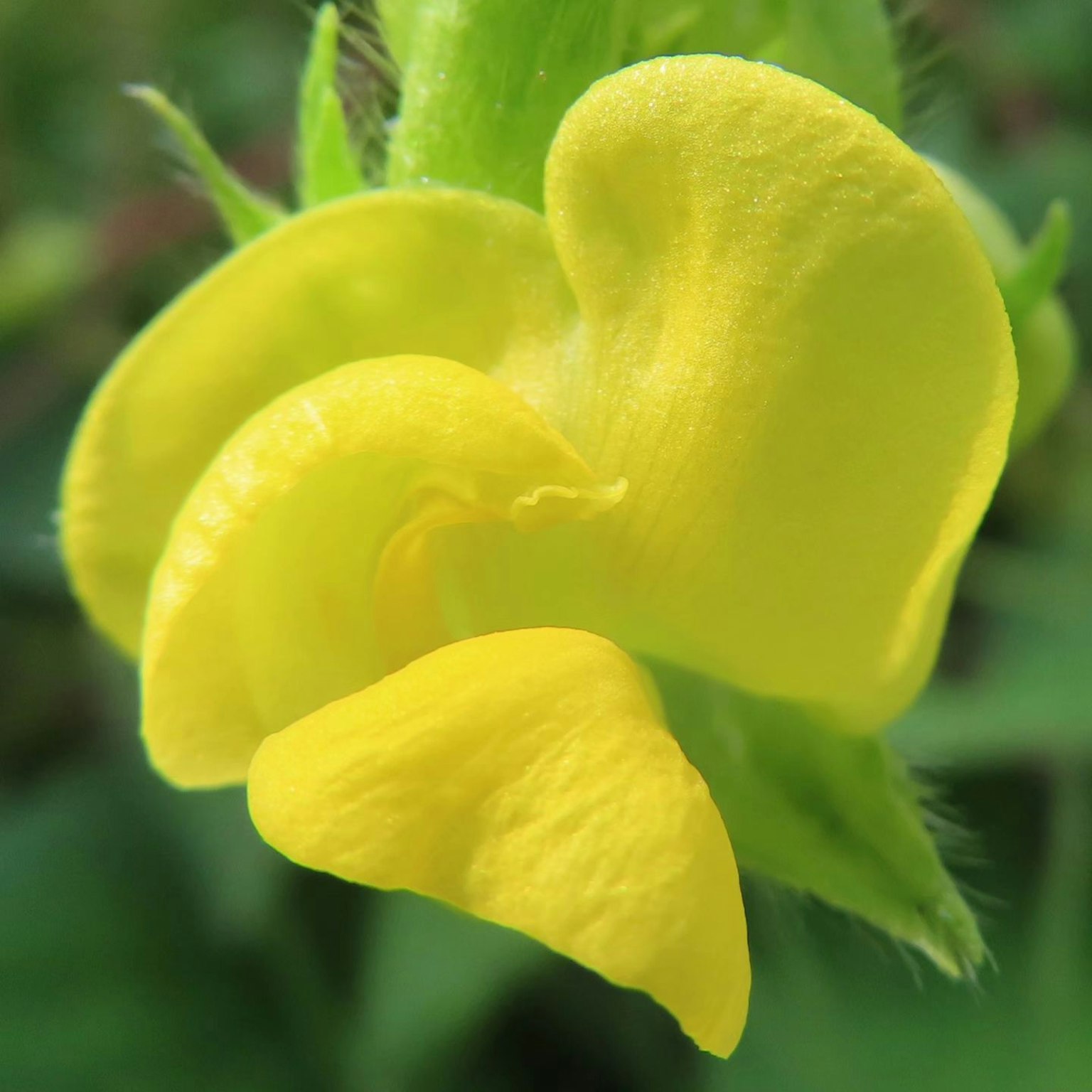 Nahaufnahme einer Blume mit leuchtend gelben Blütenblättern
