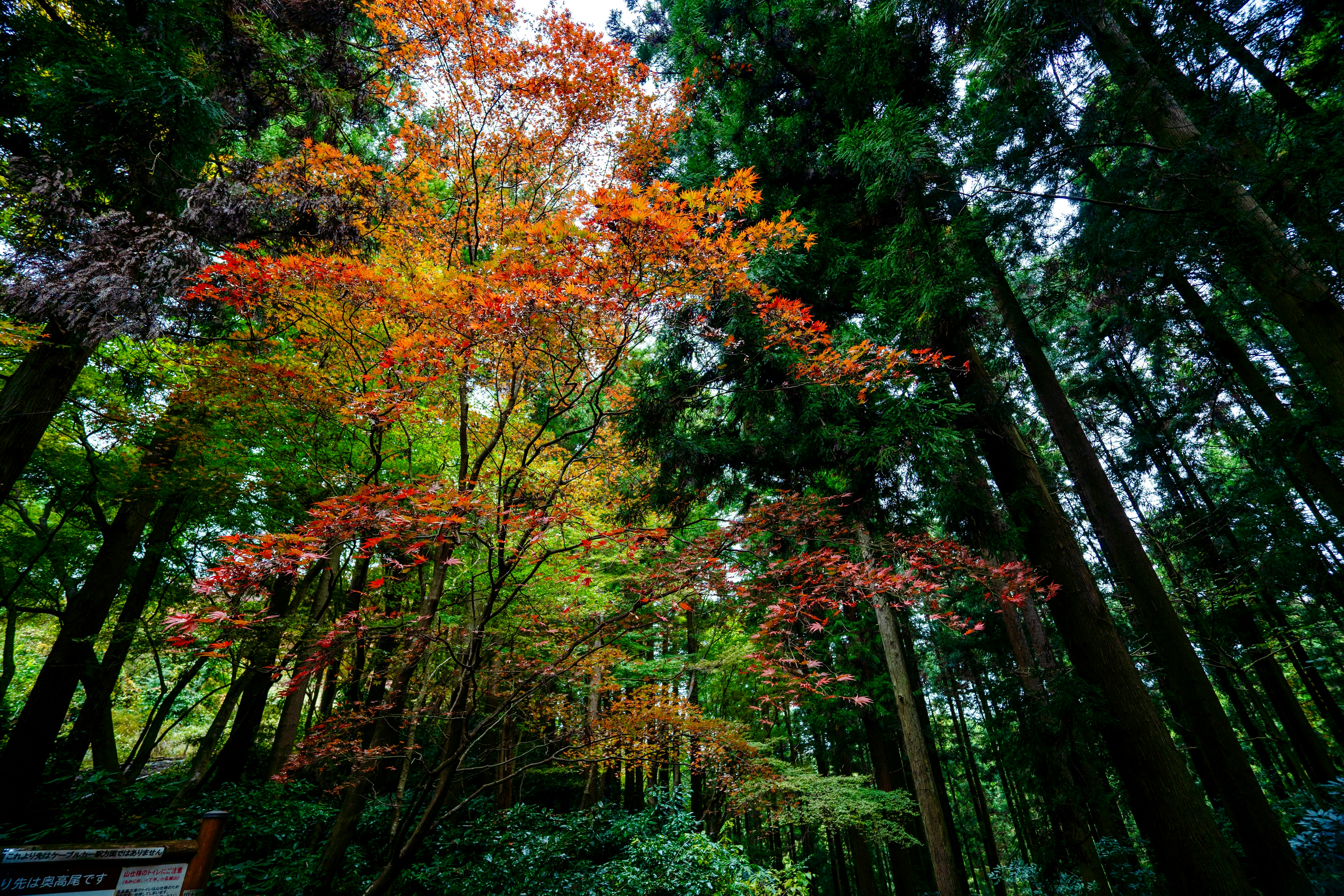 色づく紅葉の並木と高い木々が見上げられる森の景色