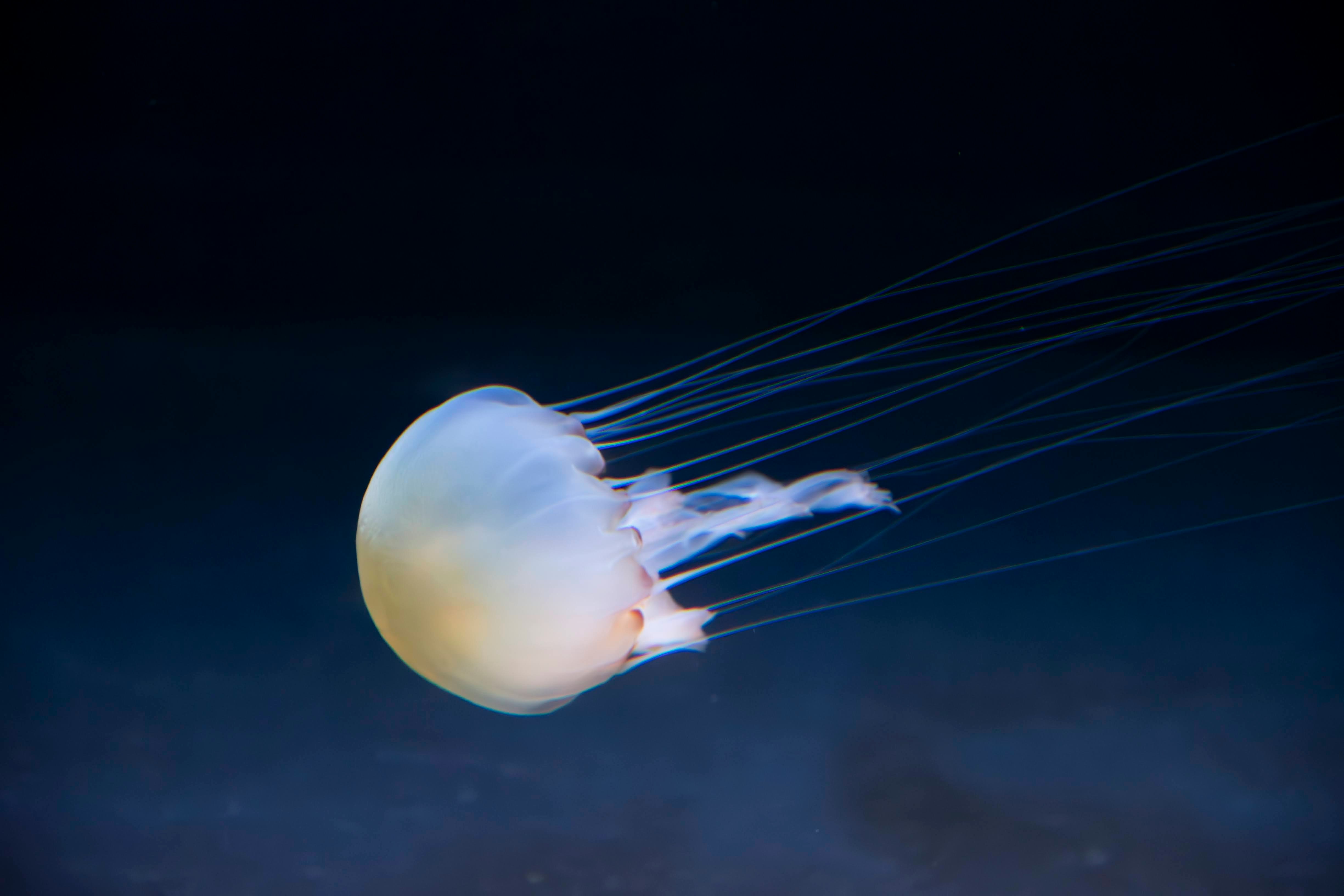 méduse dérivant dans une eau bleue