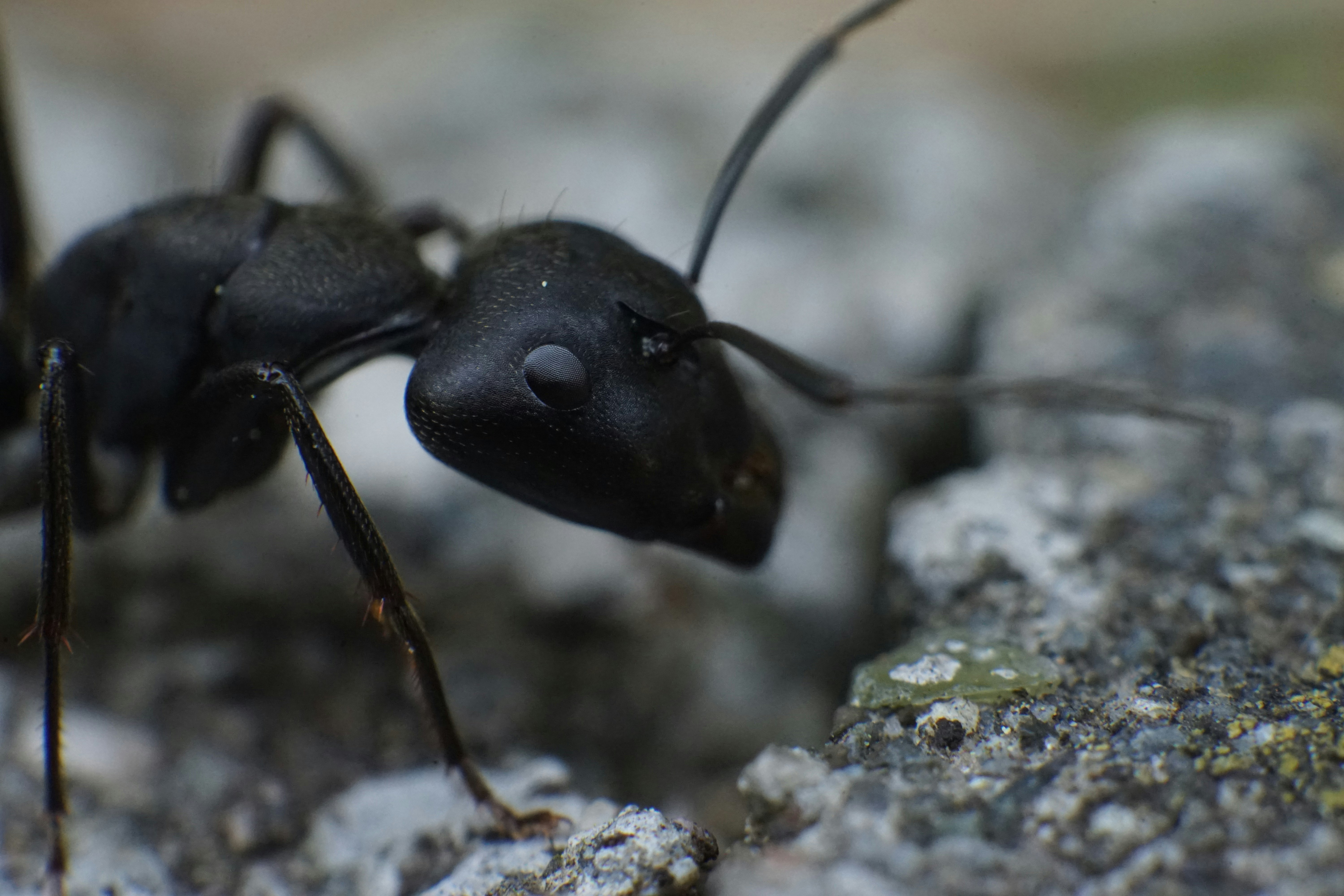 Kiến thợ mộc Nhật (Camponotus japonicus) trên đá ở Ueda