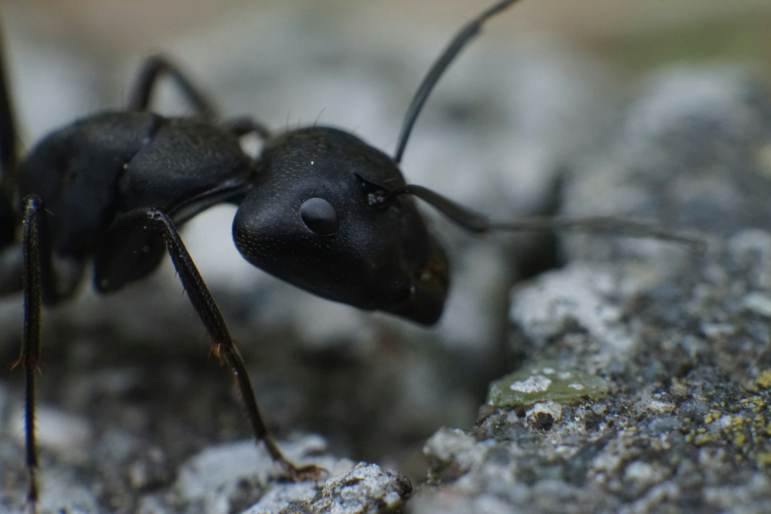 Photo en gros plan d'une fourmi noire sur une pierre