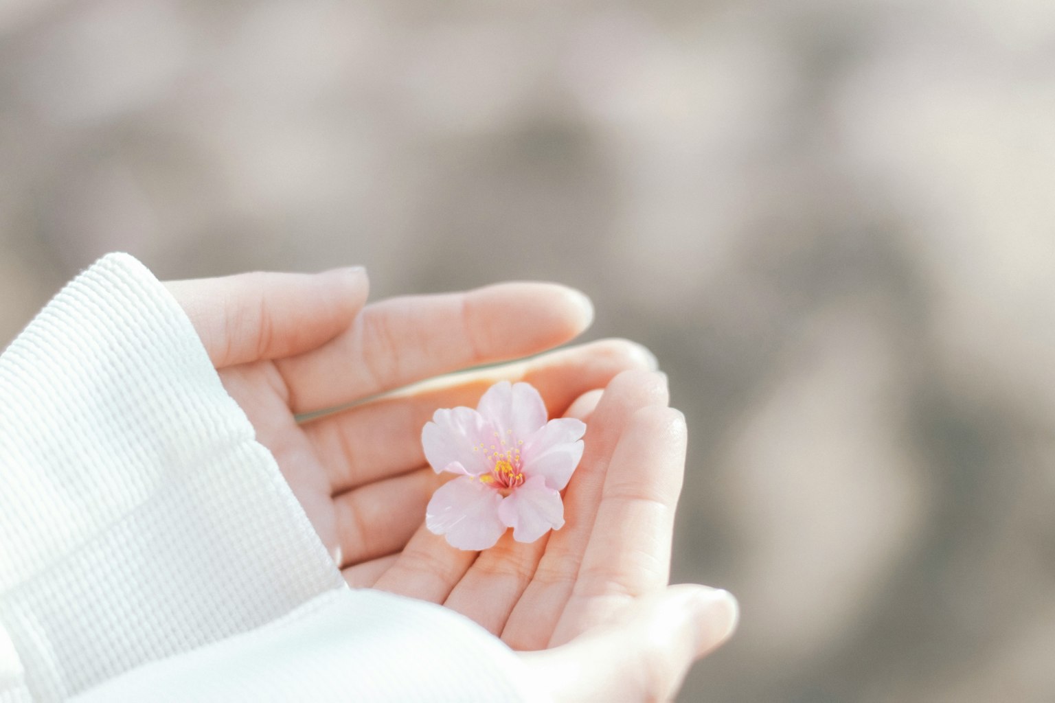 Une main tenant une fleur de cerisier