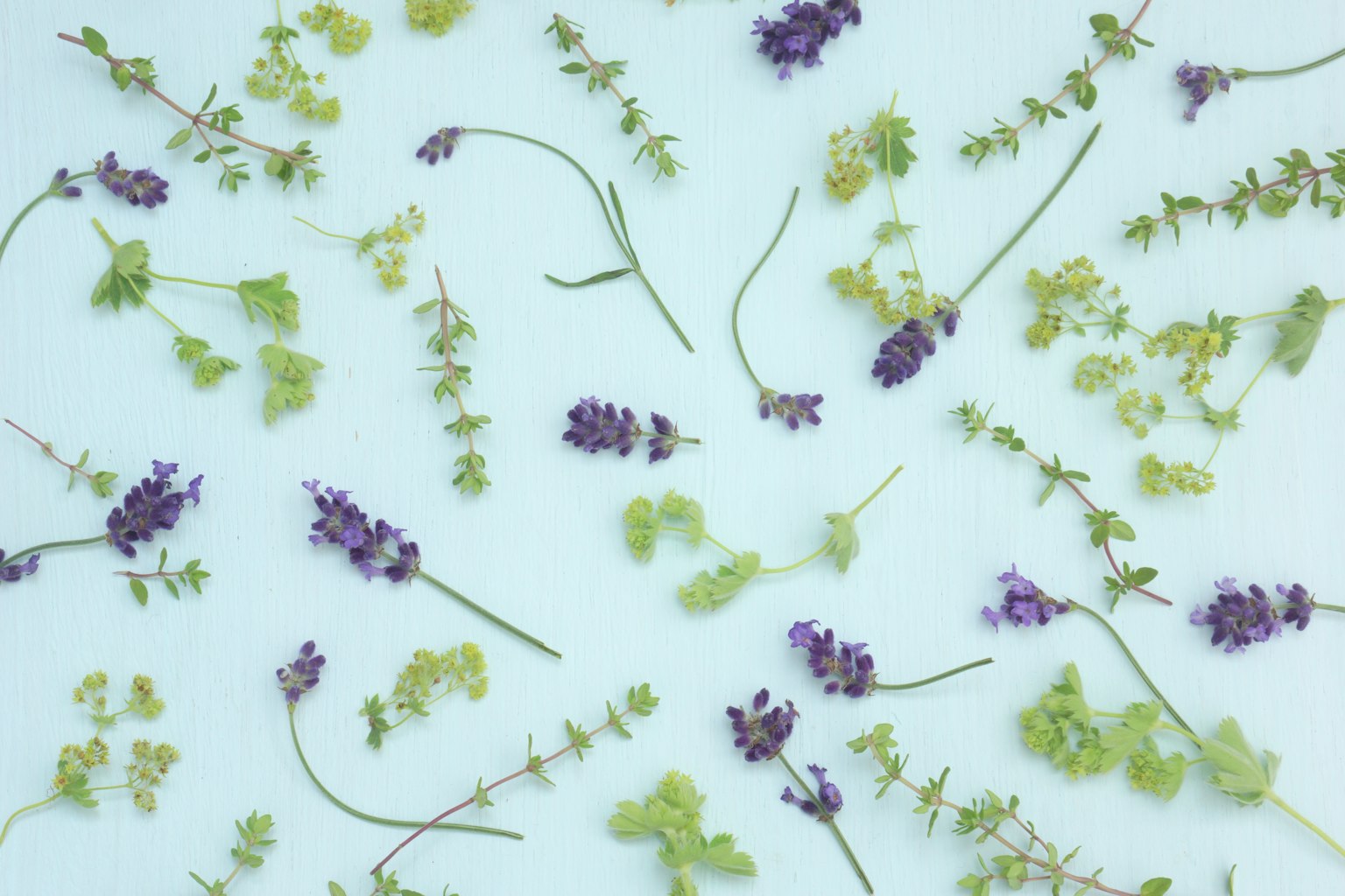 Lavendel und grüne Blätter auf einem hellblauen Hintergrund verstreut