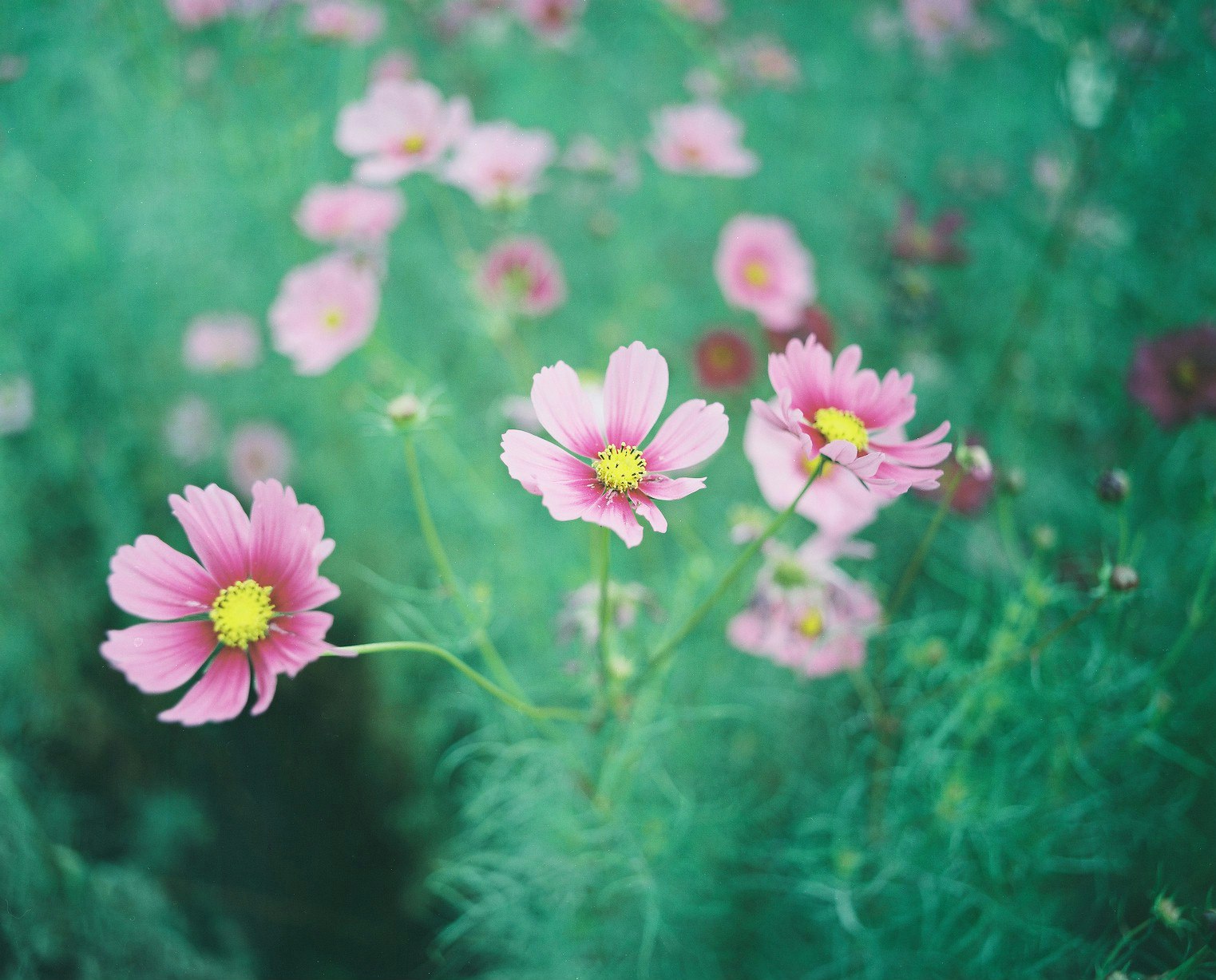 Những bông hoa cúc vũ trụ màu hồng trong cánh đồng đang nở với nền bokeh mềm