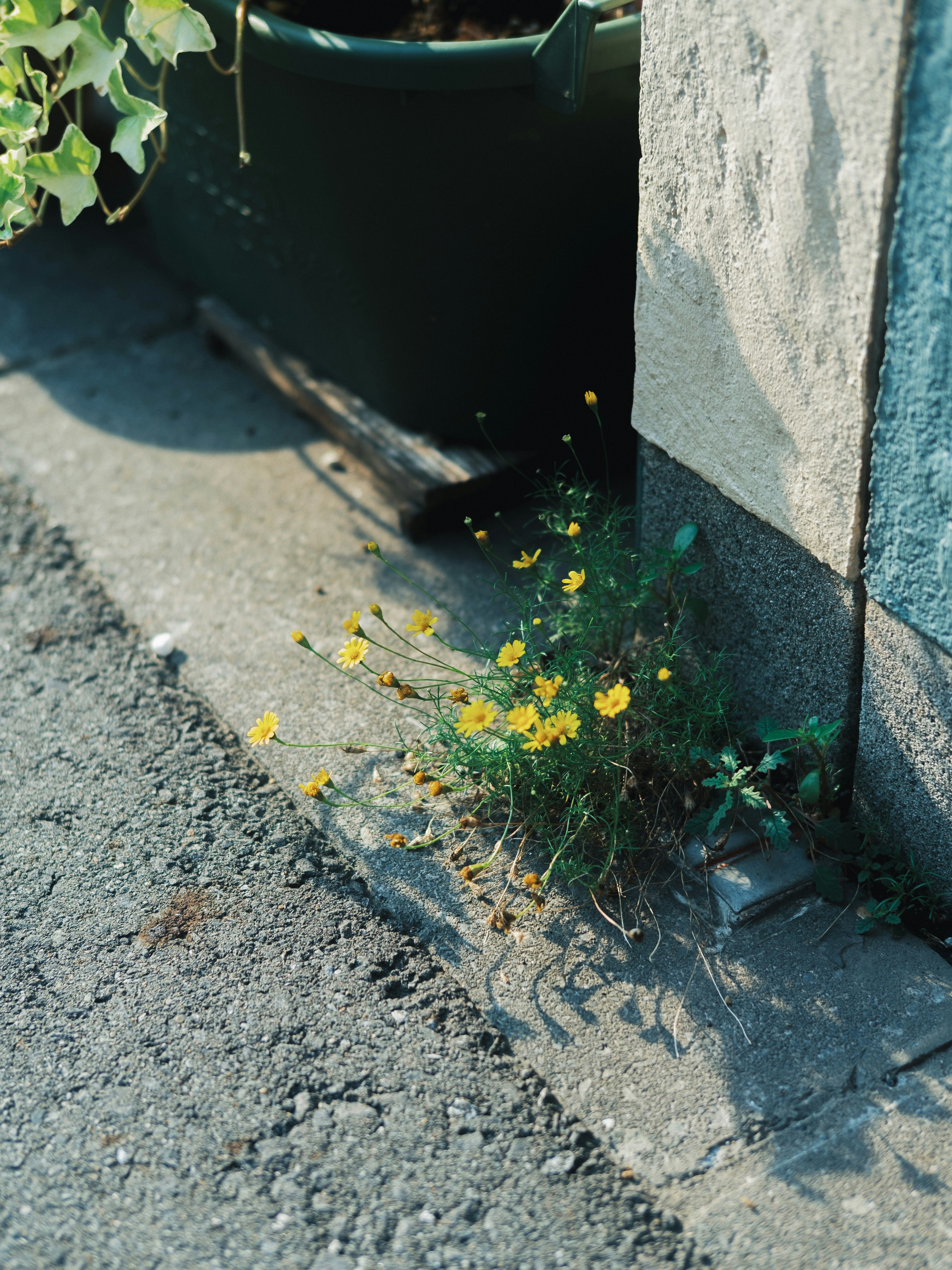 コンクリートの隙間に咲く小さな黄色い花の群れ