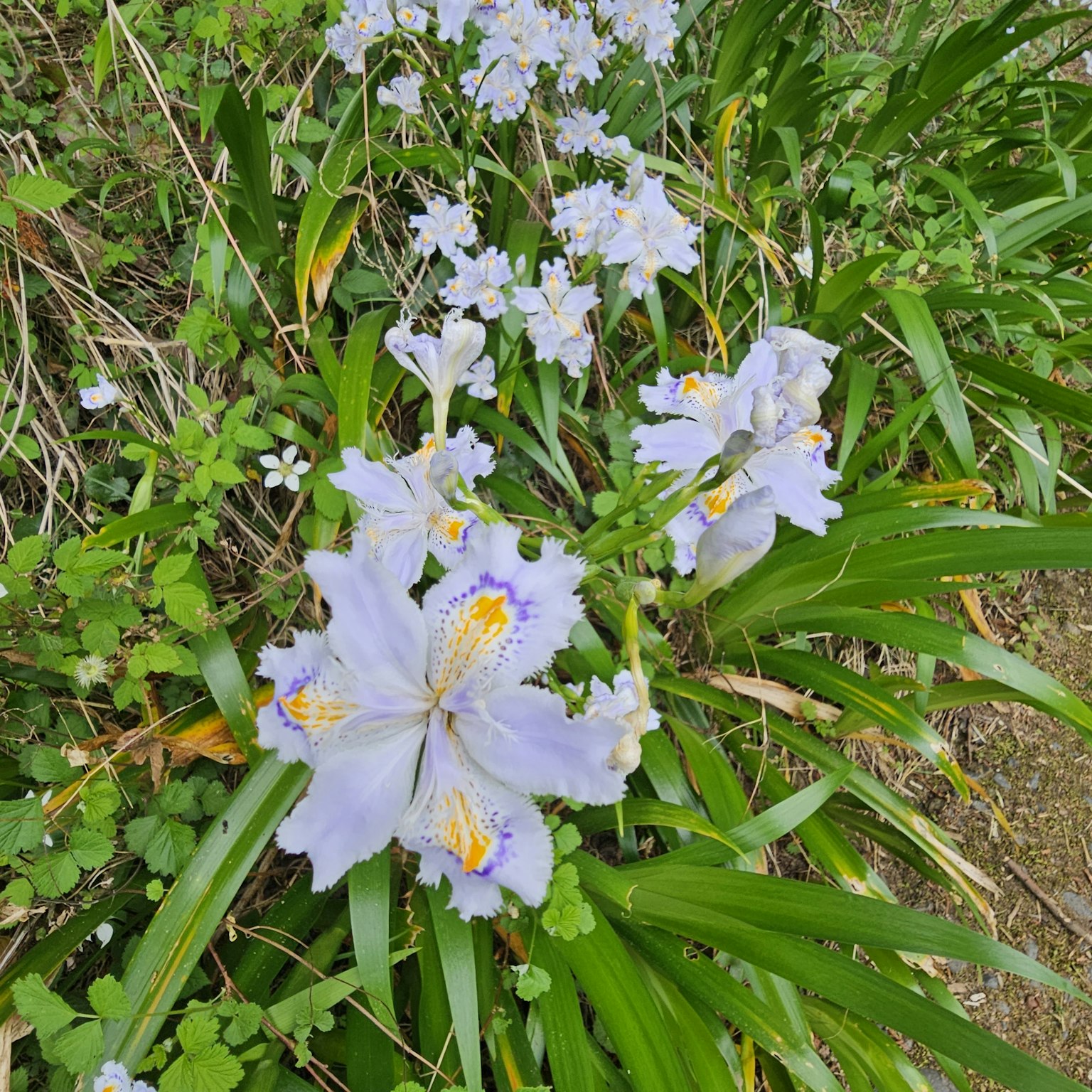 Gros plan de fleurs violettes claires en pleine floraison entourées de feuilles vertes