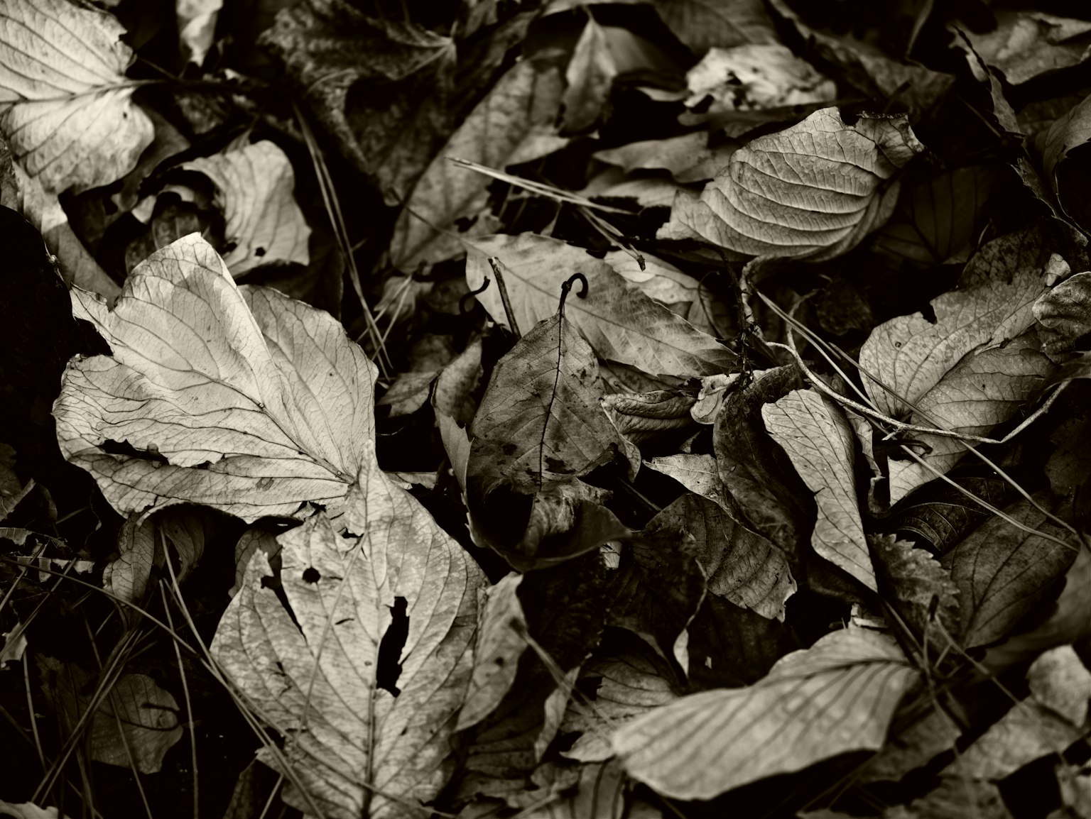 Image en noir et blanc de feuilles sèches éparpillées sur le sol