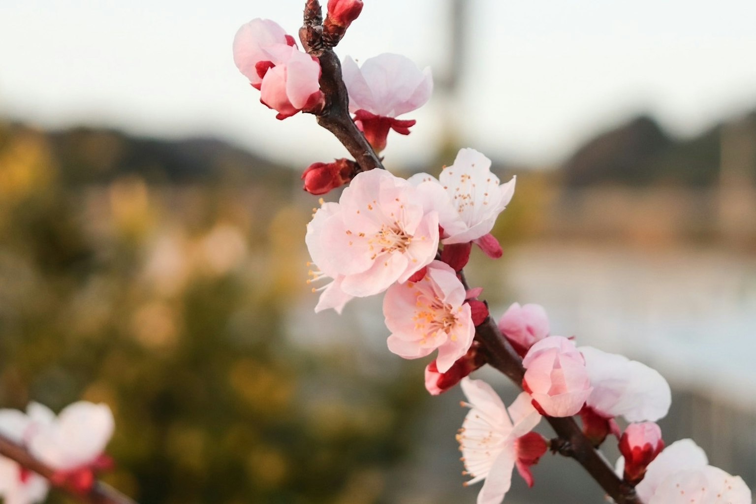 Gros plan d'une branche avec des fleurs roses pâles