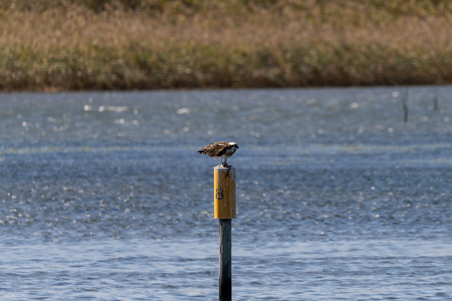 Oiseau perché sur un poteau près de l'eau