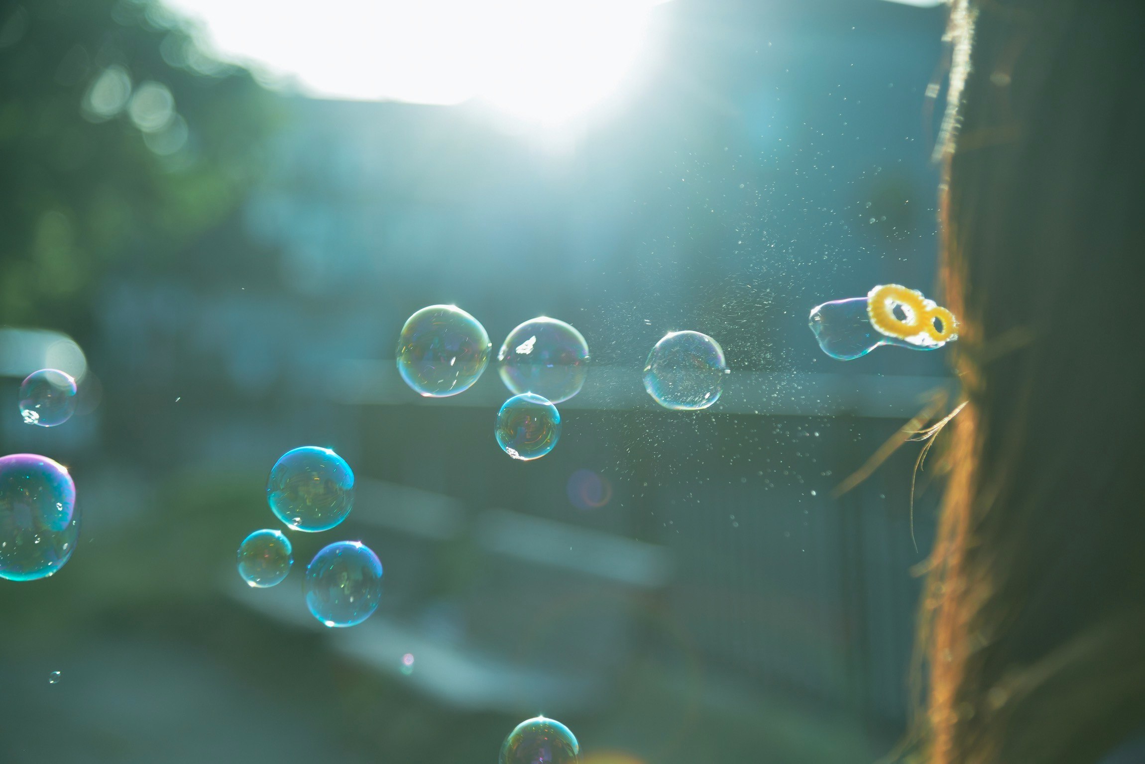 bubbles floating in warm sunset light with leaves