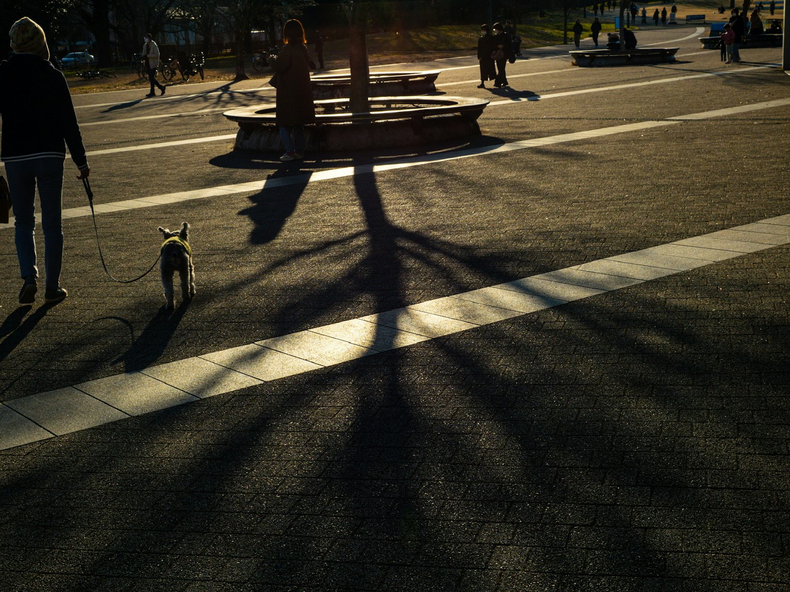 Silhouette einer Person, die einen Hund auf einem Parkweg mit Baum Schatten auf dem Boden spaziert