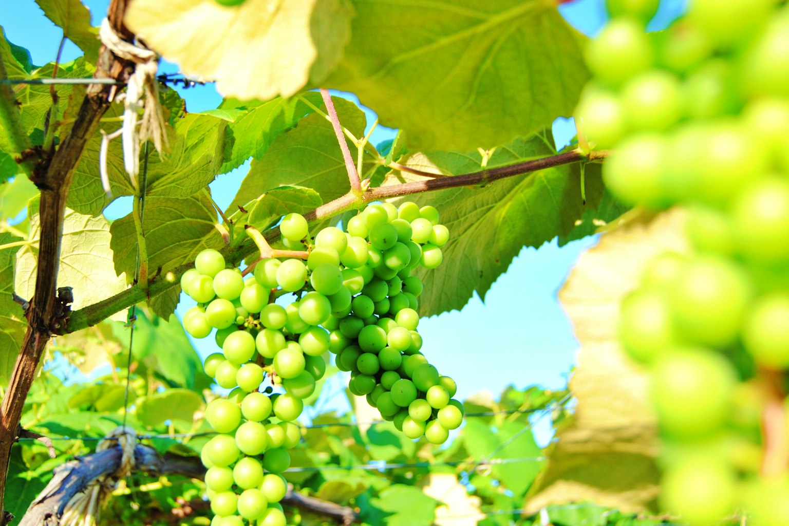 Close-up of green grape clusters and green leaves on a vine