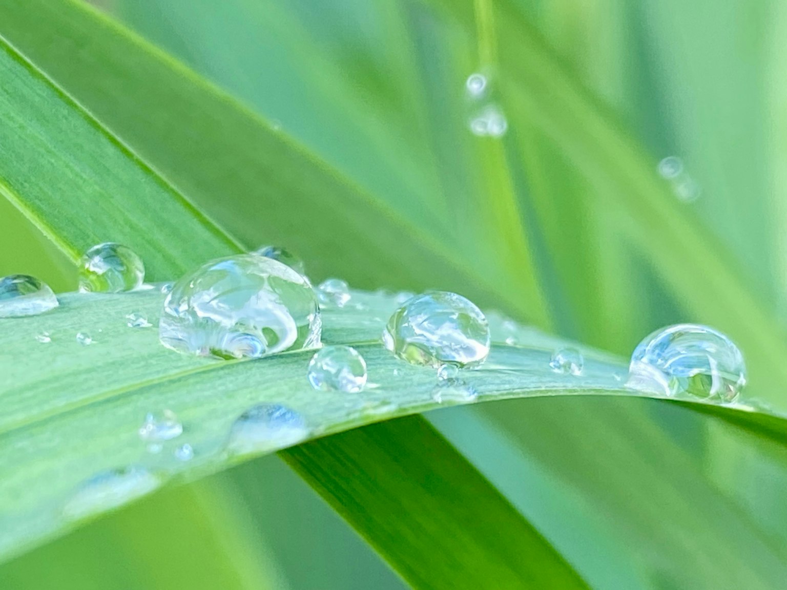 緑の葉の上に水滴が輝く様子