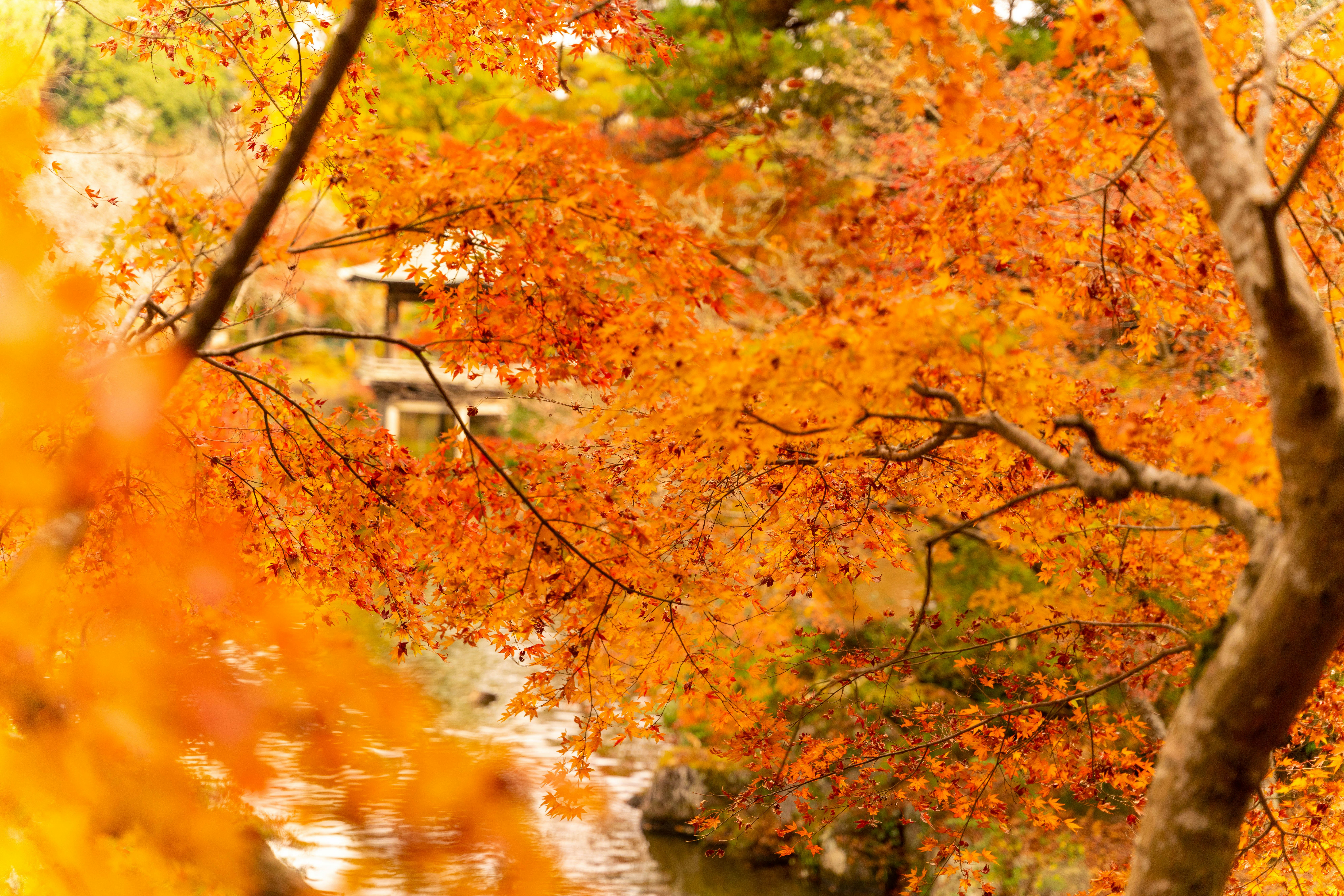 川沿いの紅葉が色づく秋の景色