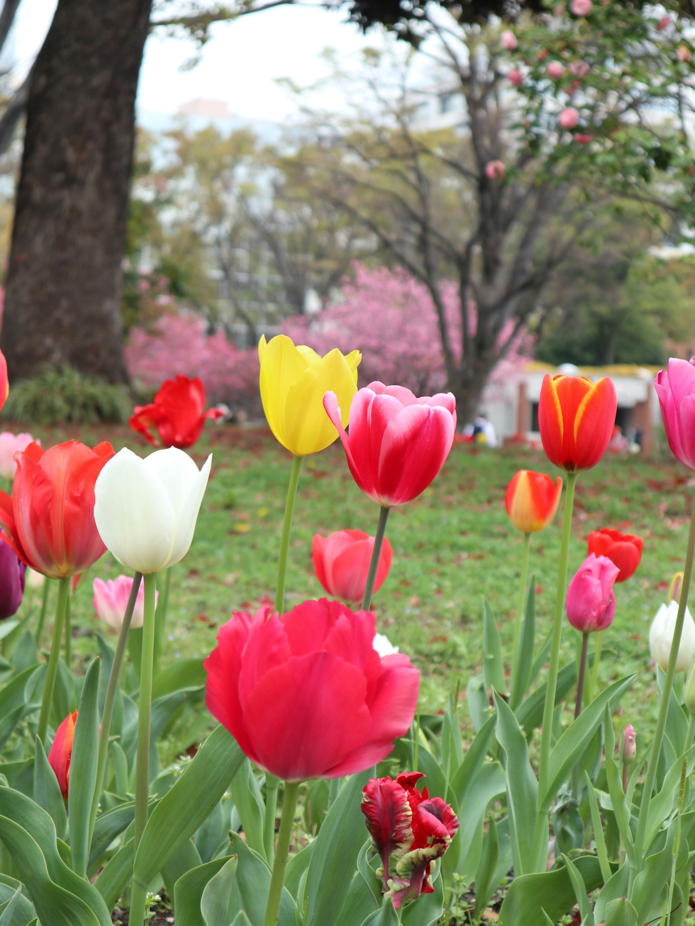 Tulipes colorées fleurissant dans un parc