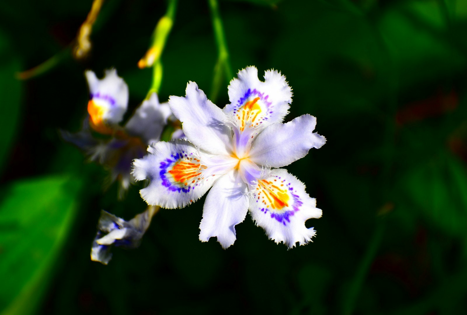 シャガの花のクローズアップ