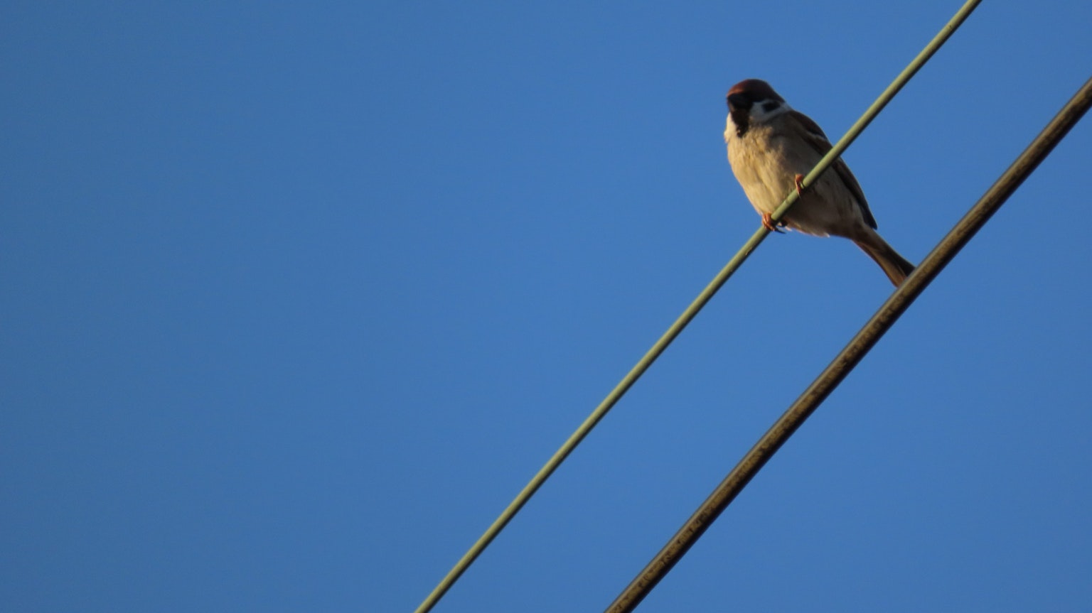 Un petit oiseau perché sur un fil électrique sous un ciel bleu