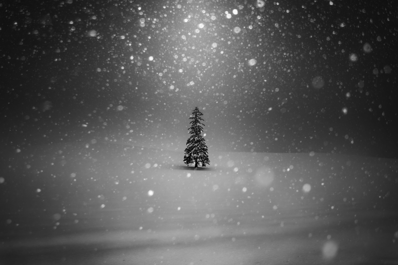 Un albero solitario che si erge in un paesaggio innevato in bianco e nero