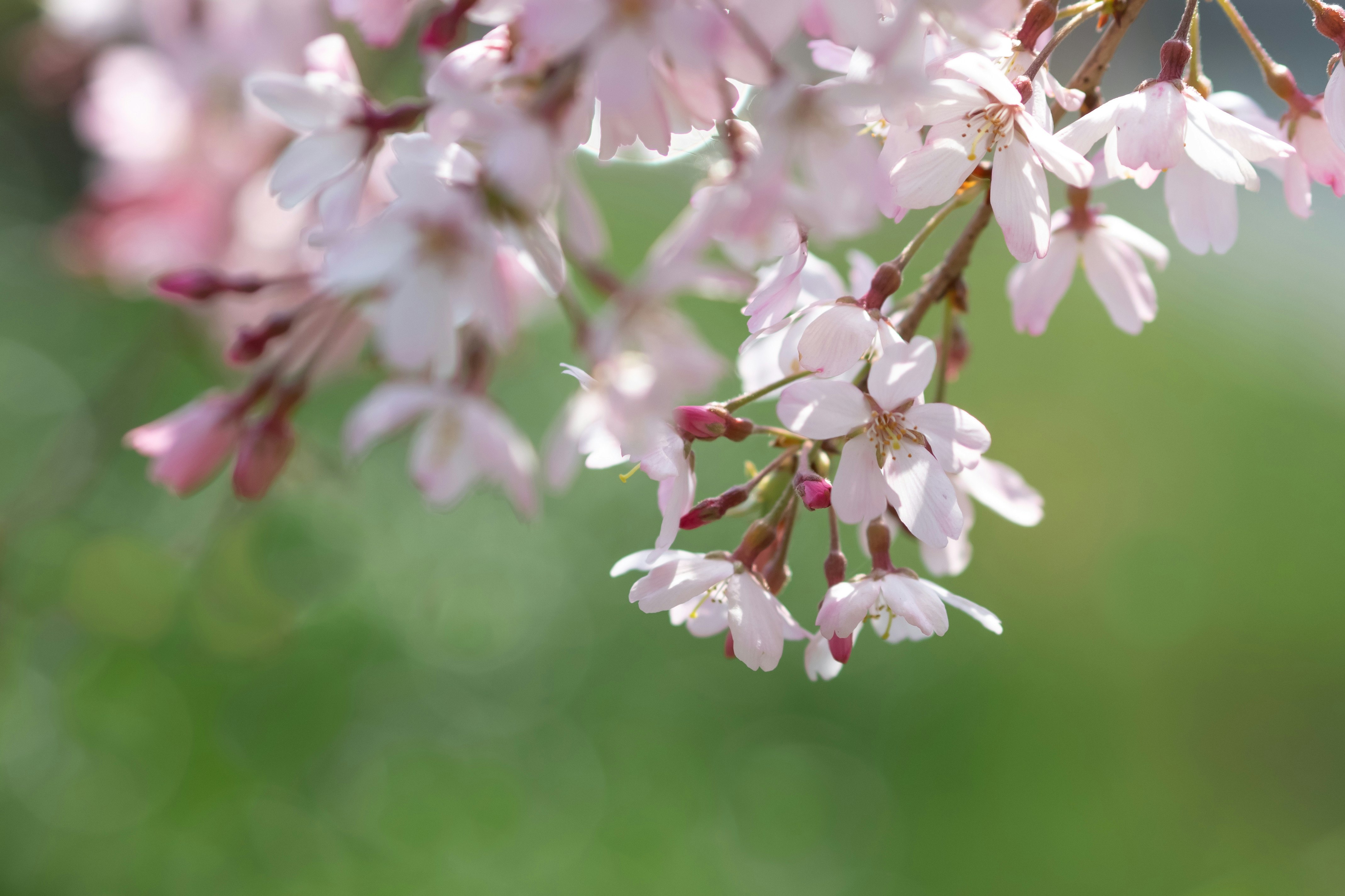 Cherry blossoms with a spring green background
