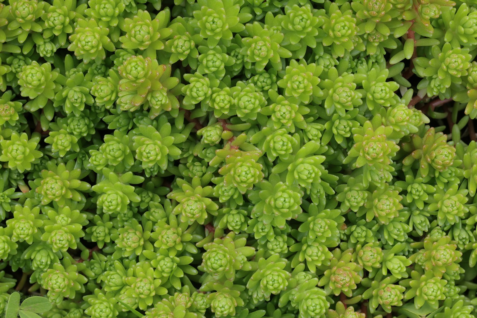 Piante succulente verdi dense con forme arrotondate