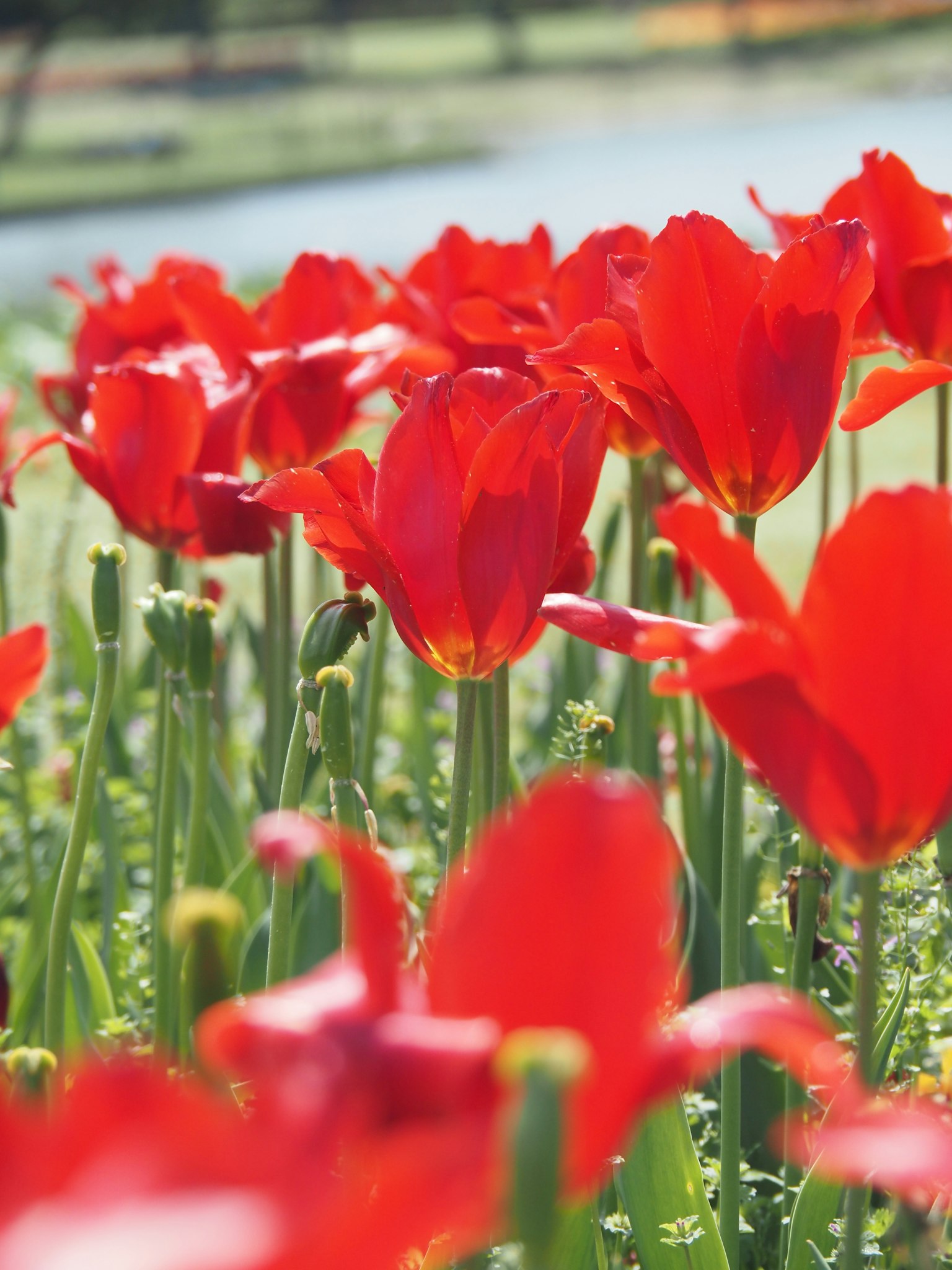 Vibrant red tulips blooming in a garden by a body of water