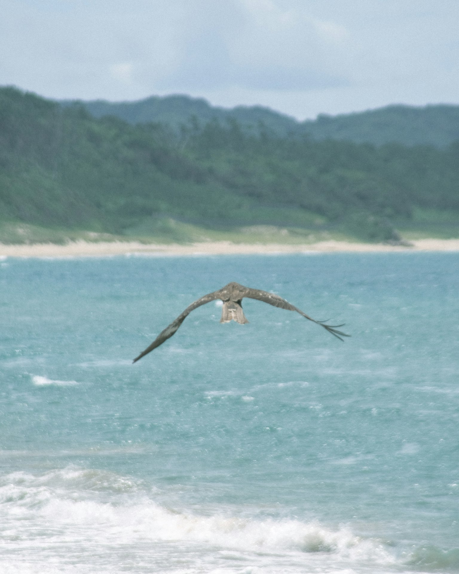 Burung terbang di atas laut dengan latar belakang bukit hijau