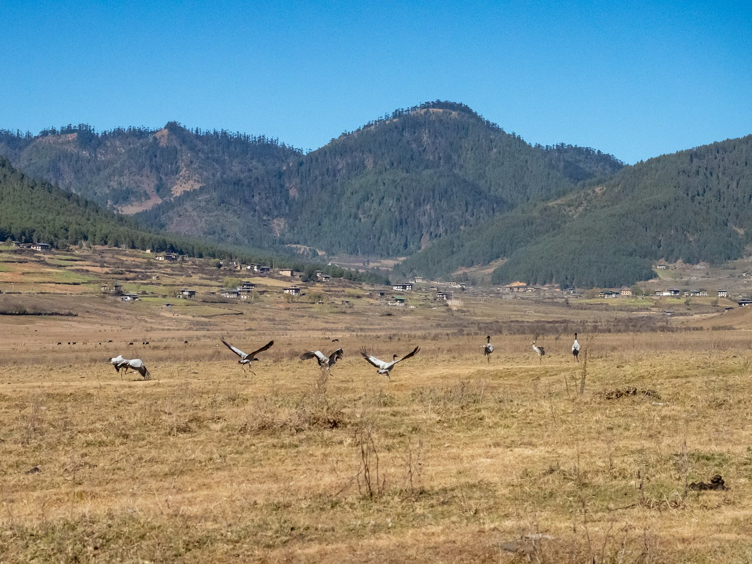 Des grues volant sous un ciel bleu clair avec des montagnes en arrière-plan