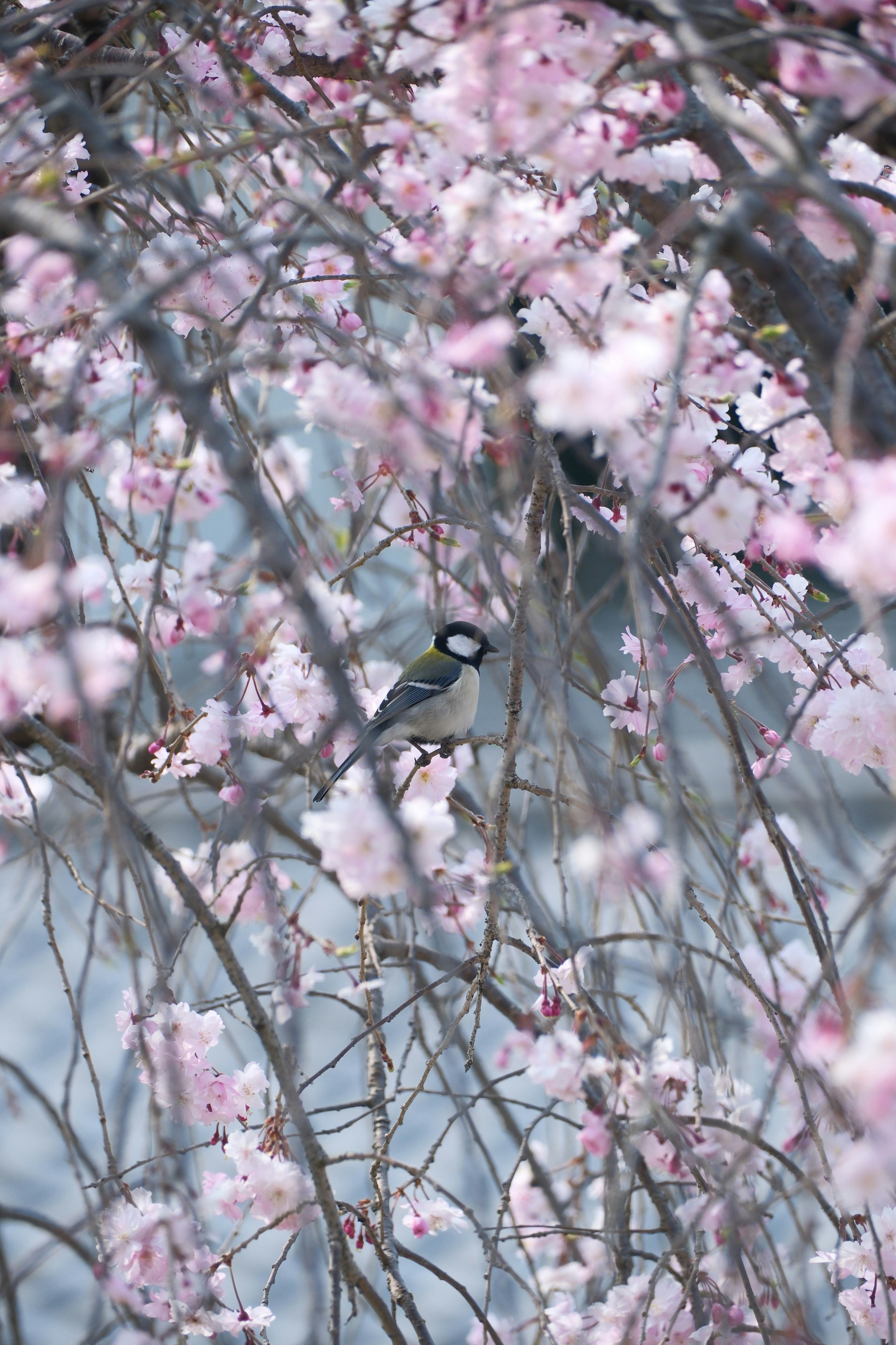 八事山興正寺の桜の枝にとまる四十雀