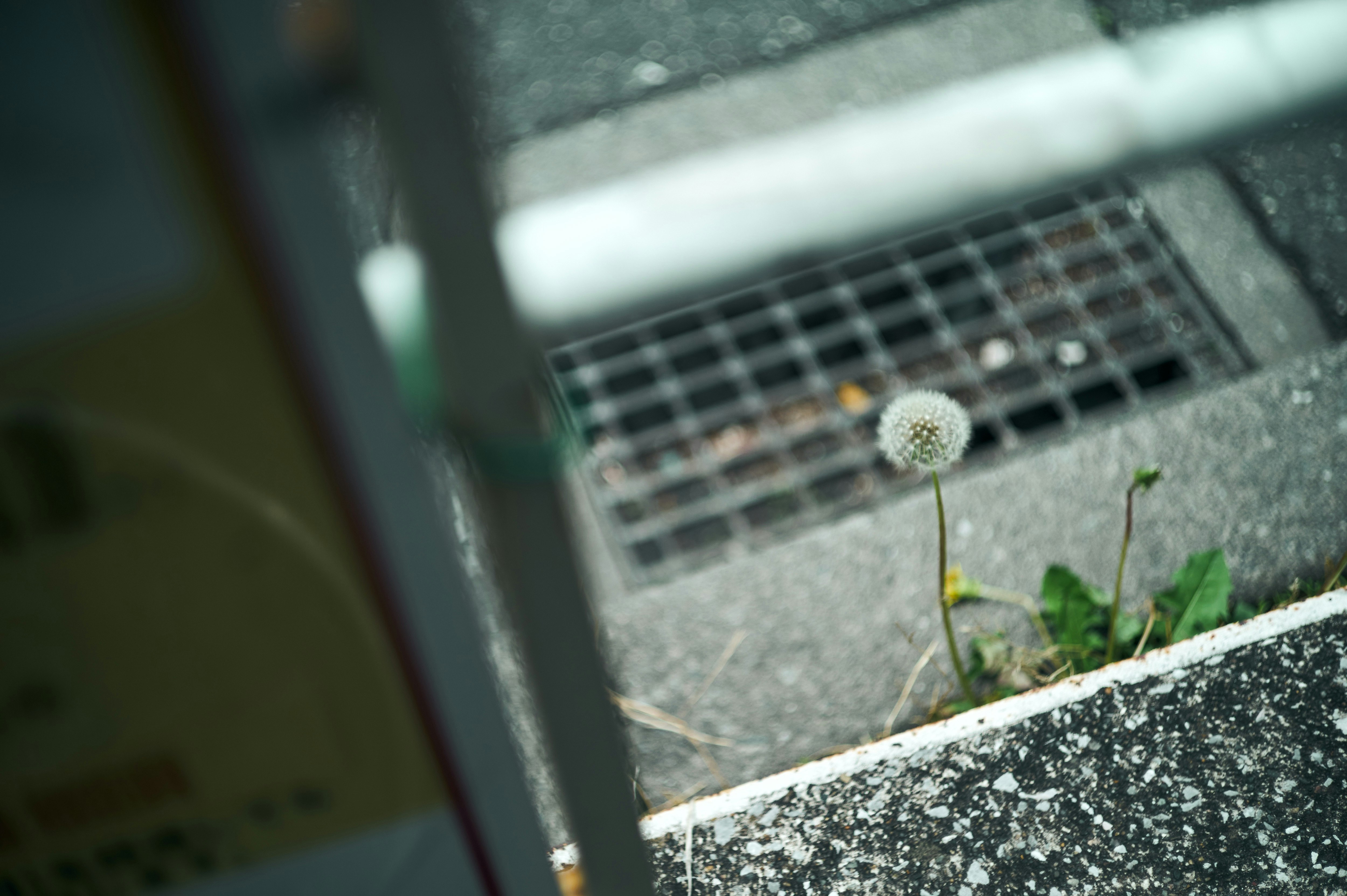 雨後在混凝土牆邊發芽的小盆栽