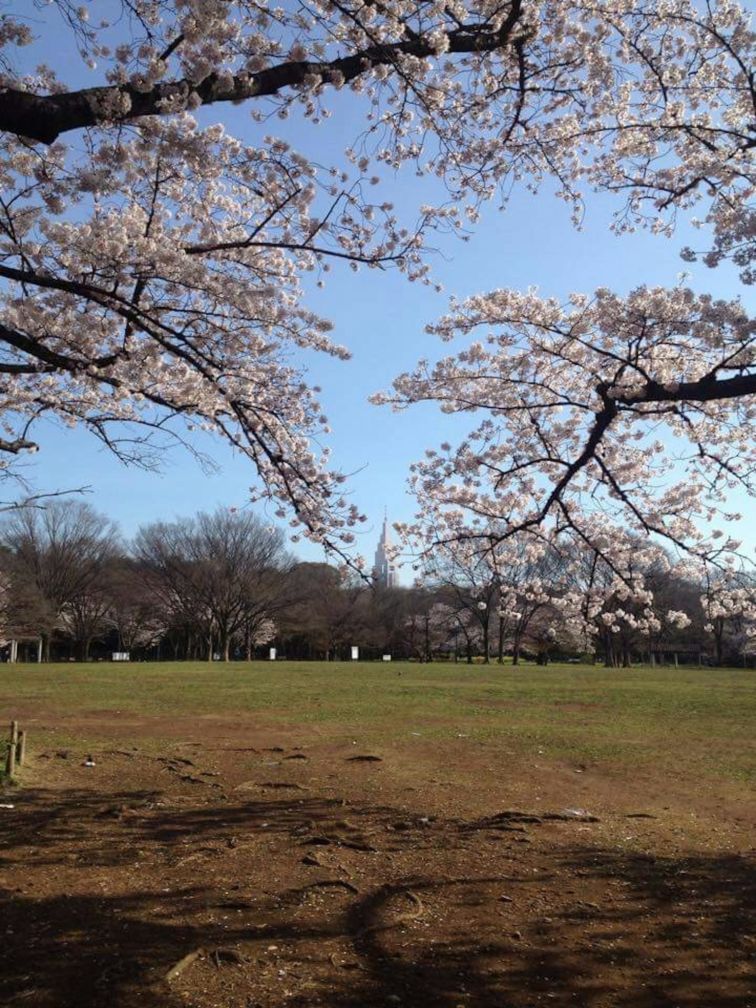 藍天下公園裡的櫻花樹和寬廣的草坪