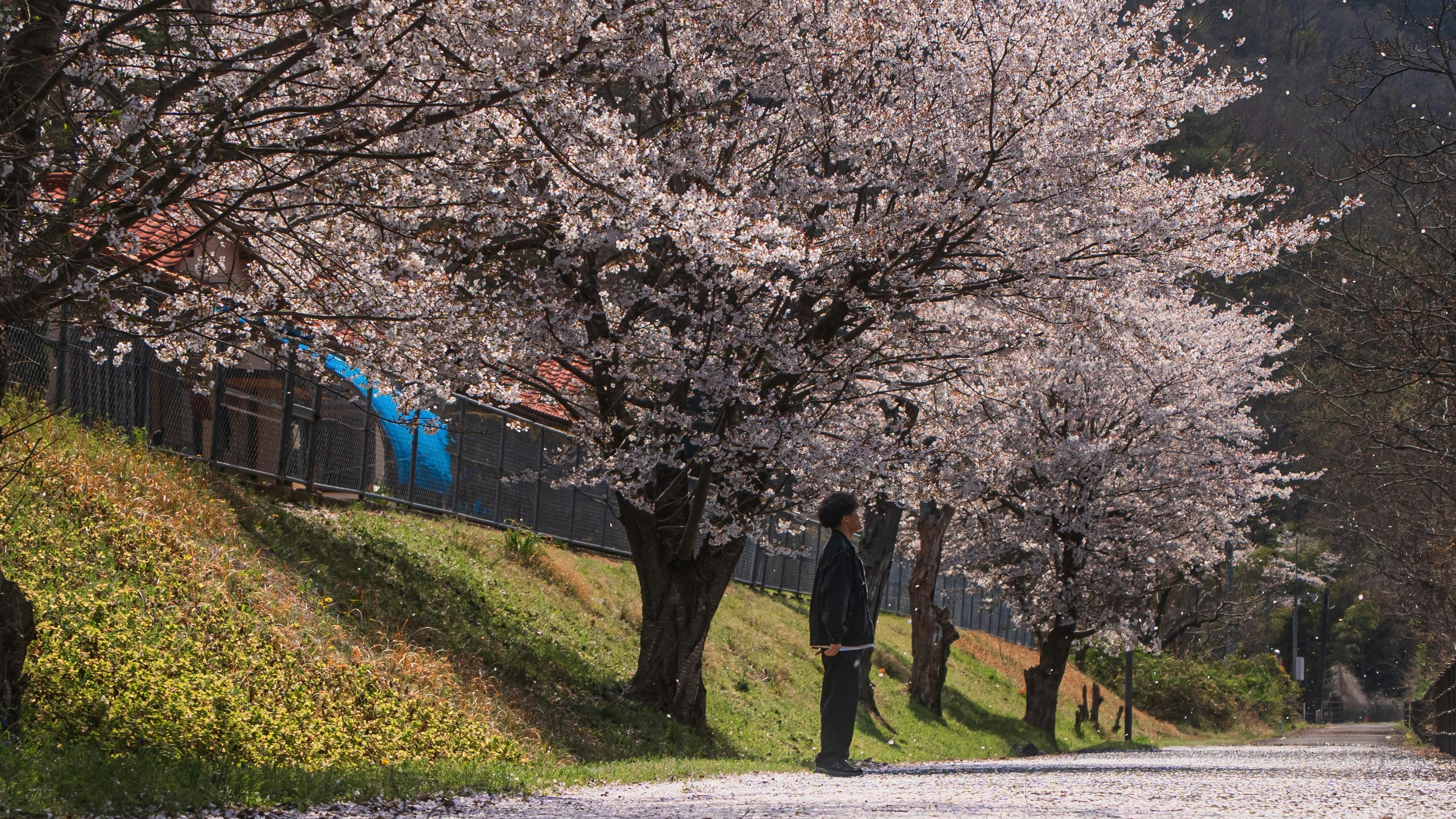 桜並木の下を歩く人々のある小道