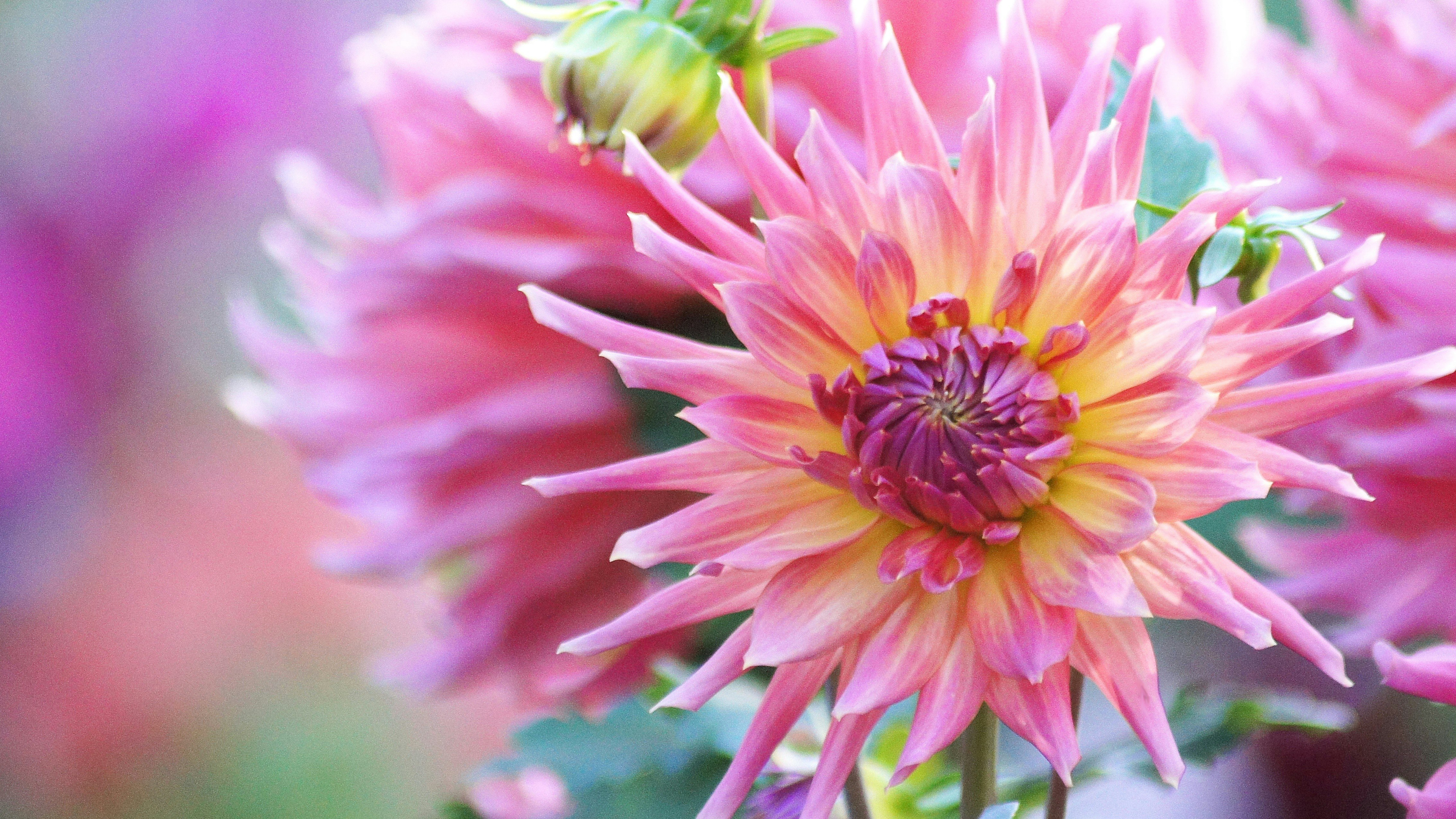 色鮮やかなダリアの花のクローズアップ