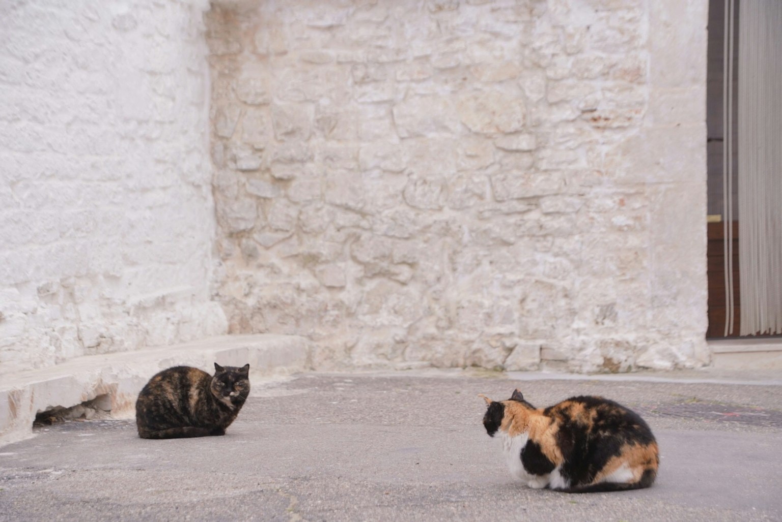 Deux chats devant un mur blanc l'un a un motif sombre et l'autre est un chat calico