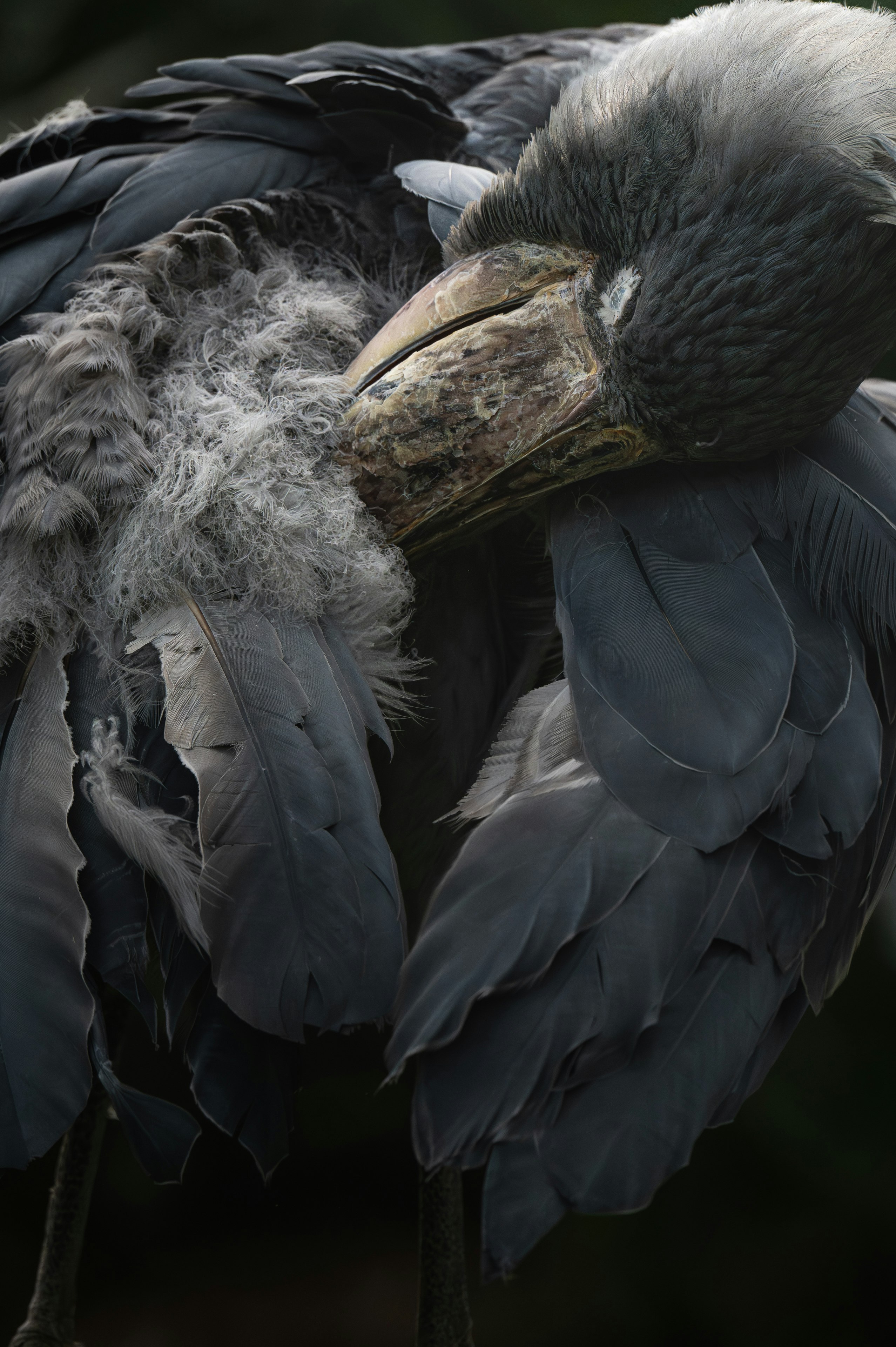 羽を寄せ合う鳥の群れのクローズアップ