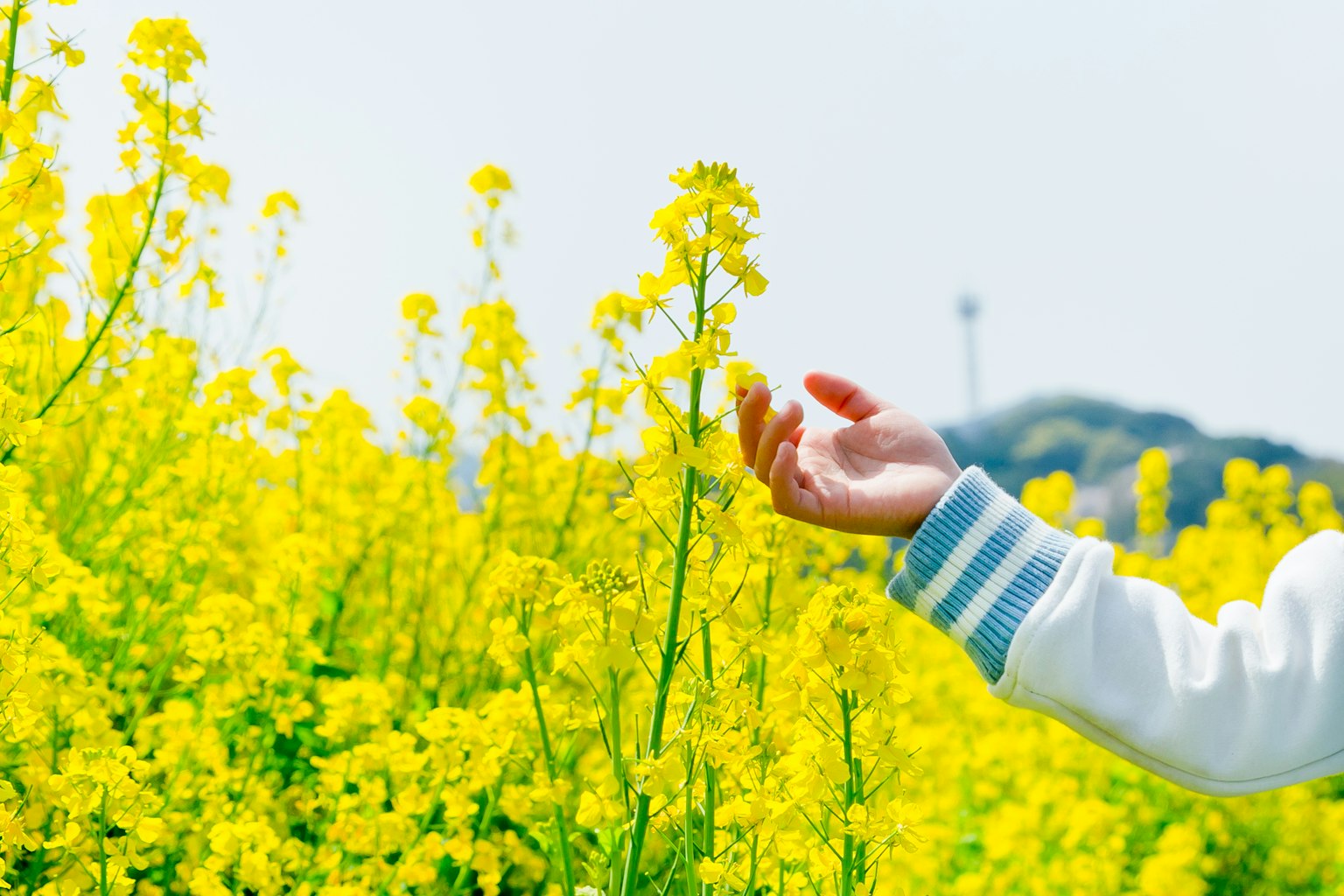 Một người phụ nữ với tay về phía cánh đồng hoa vàng