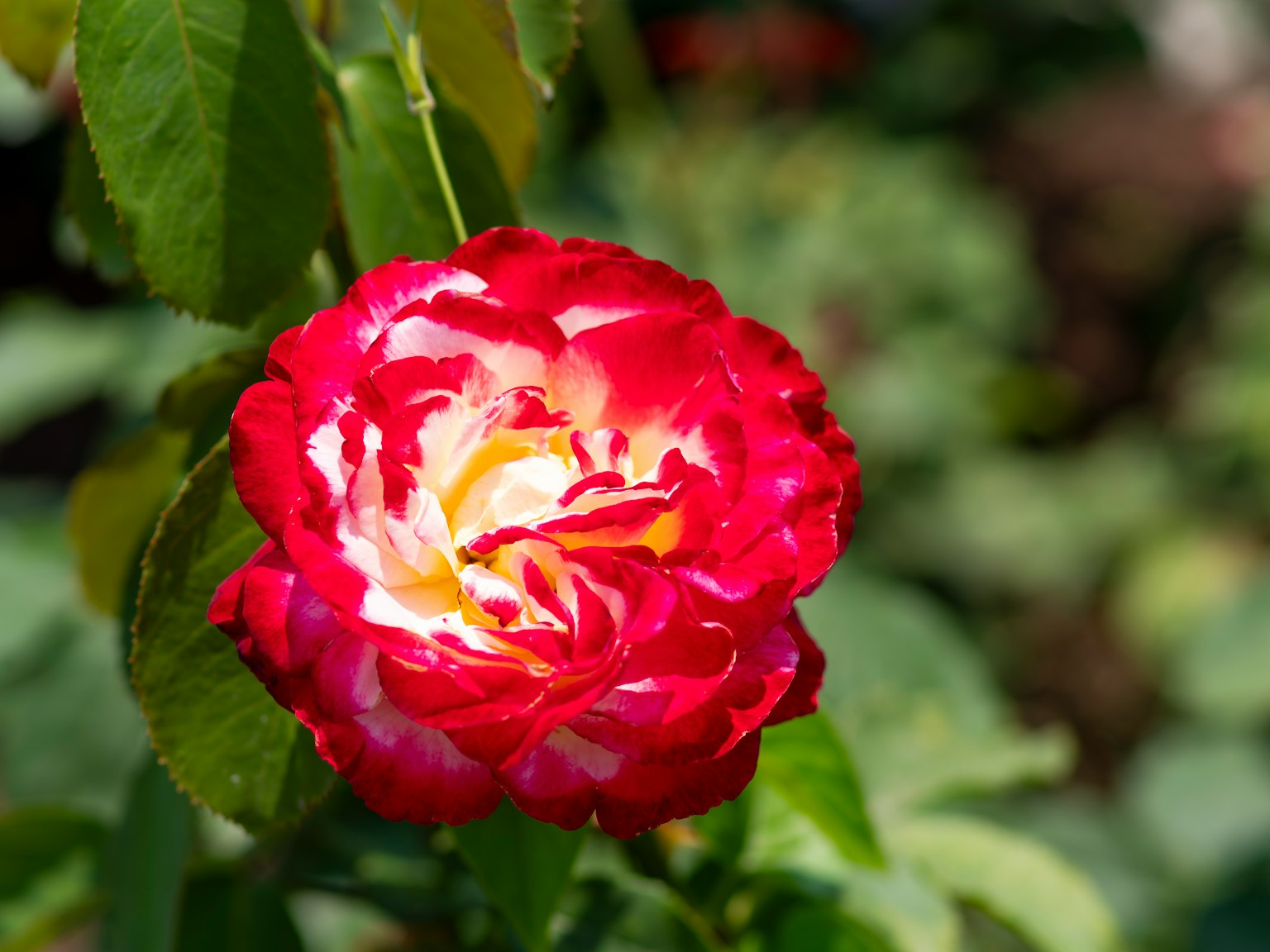 Une rose rouge et blanche vibrante fleurissant parmi des feuilles vertes