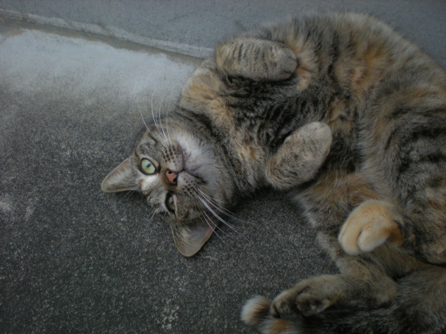 Kucing lucu yang terbaring dengan bulu lembut dan mata hijau