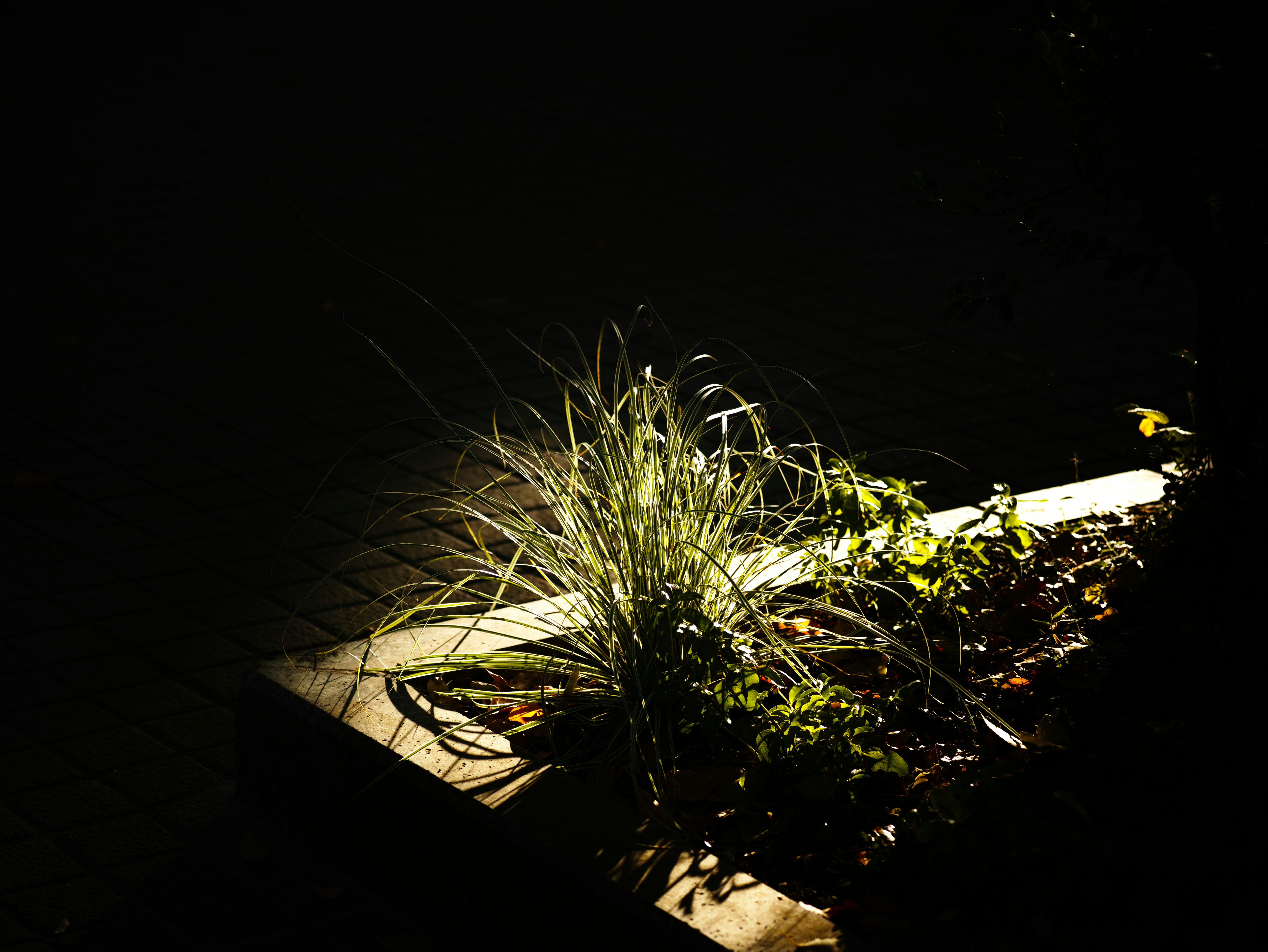 夜の路地で光に照らされた草花と植栽