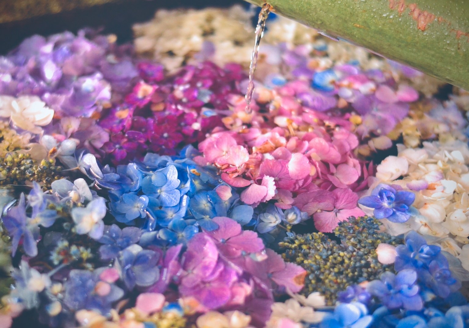 五颜六色的花瓣上浇水的场景