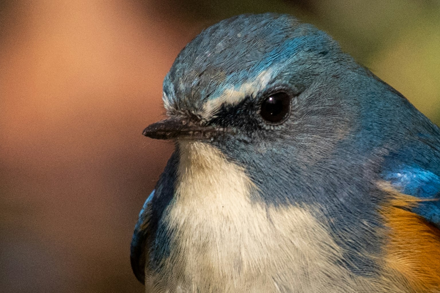 Foto ravvicinata di un piccolo uccello con piume blu vivaci